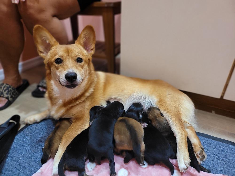 Beatrice, a Adopted mixed breed in Bend, OR image 5/5