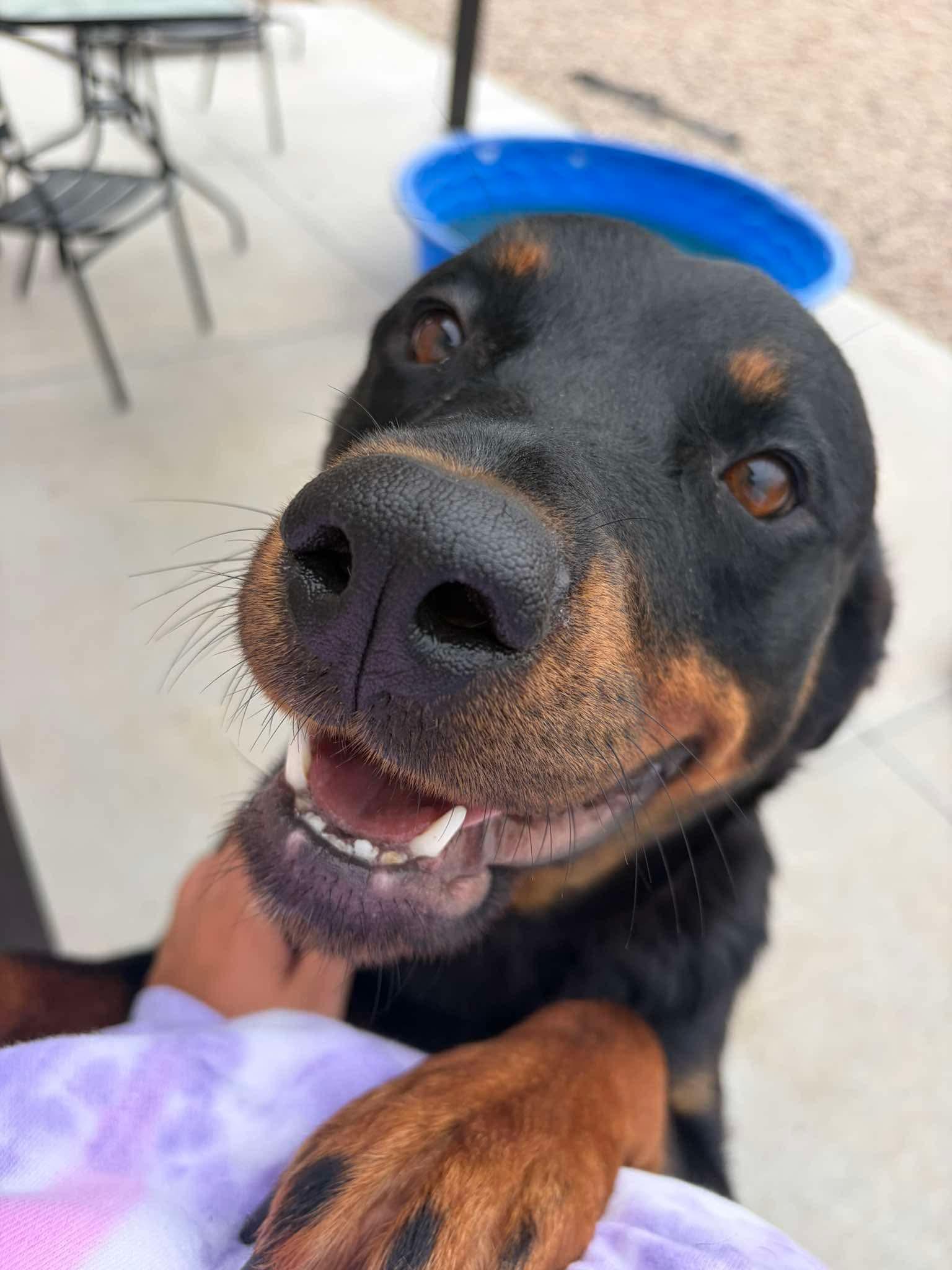 Doodle, adopted, Young Female Rottweiler.