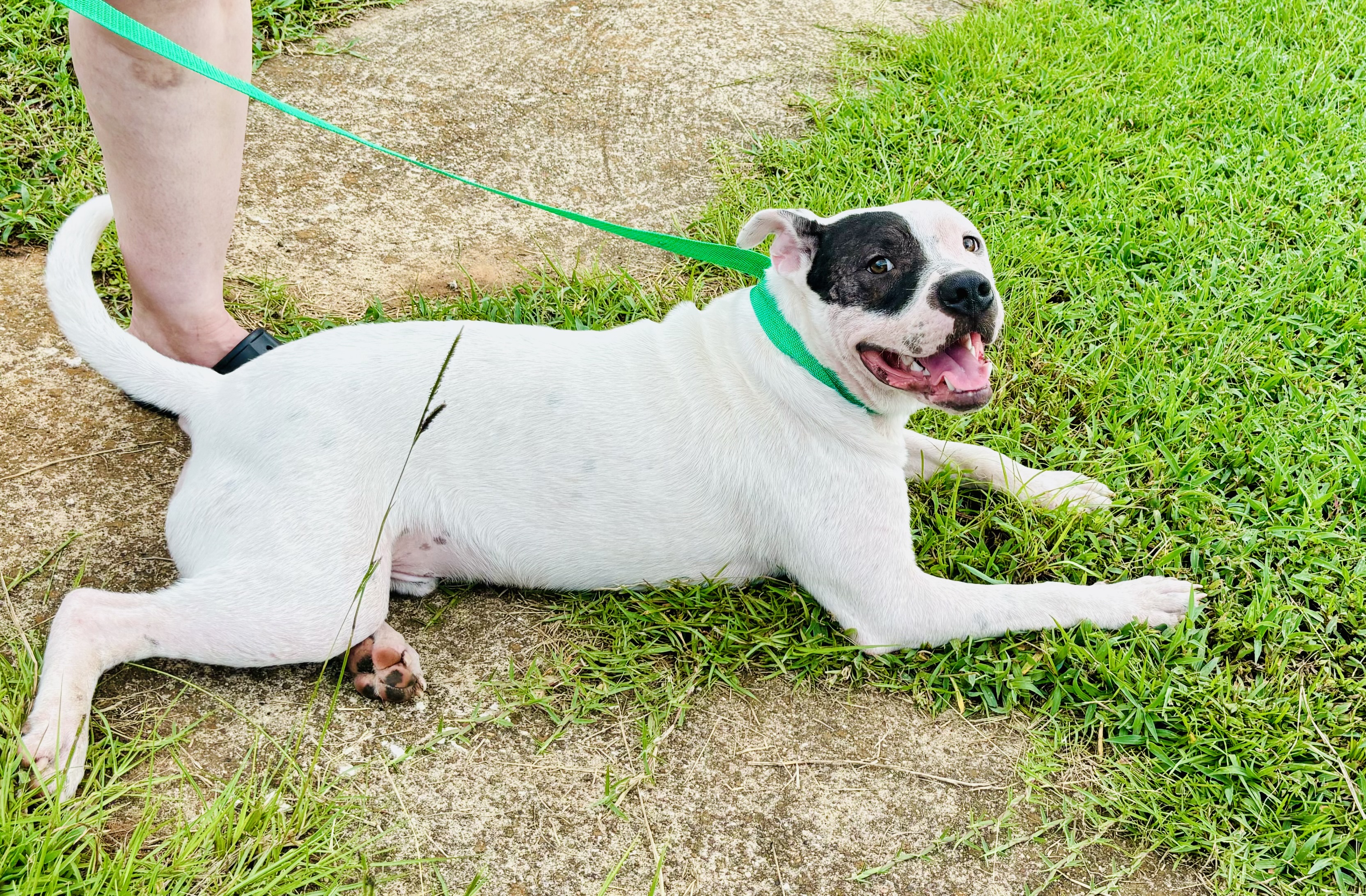 Gus, Adoptable, Young Male American Bulldog.
