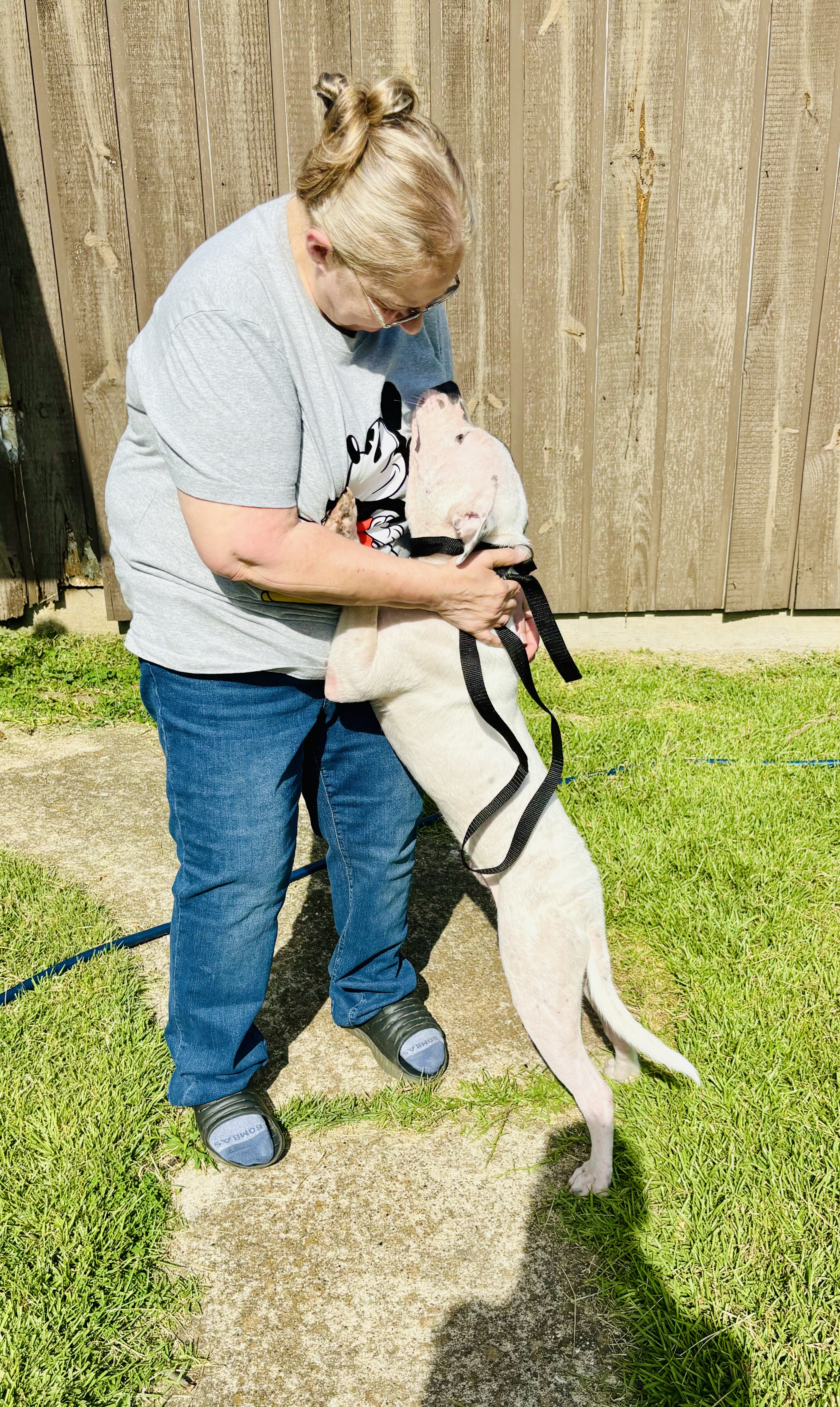 Enlarge Gus, a Adoptable American Bulldog in Lufkin, TX image 2/6
