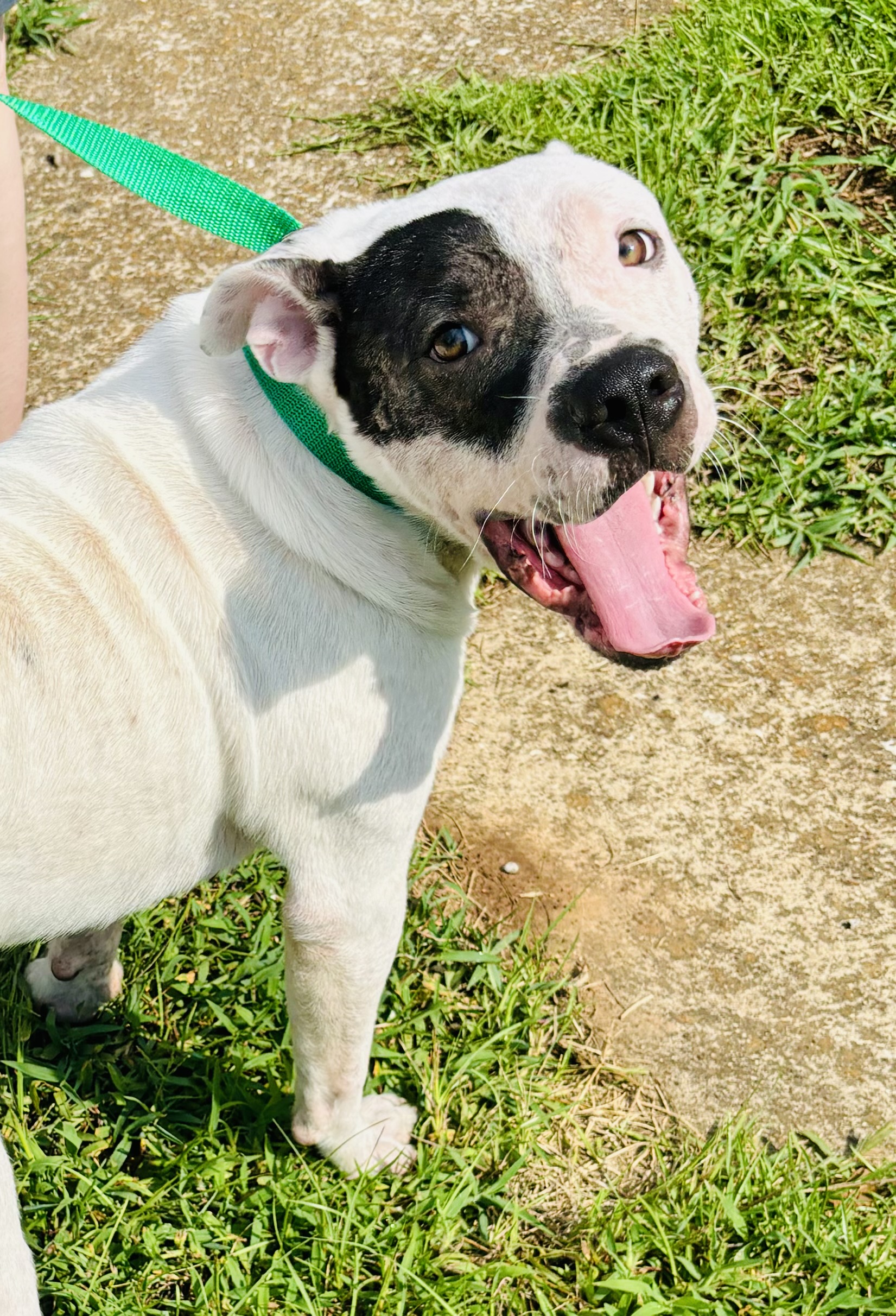 Enlarge Gus, a Adoptable American Bulldog in Lufkin, TX image 3/6