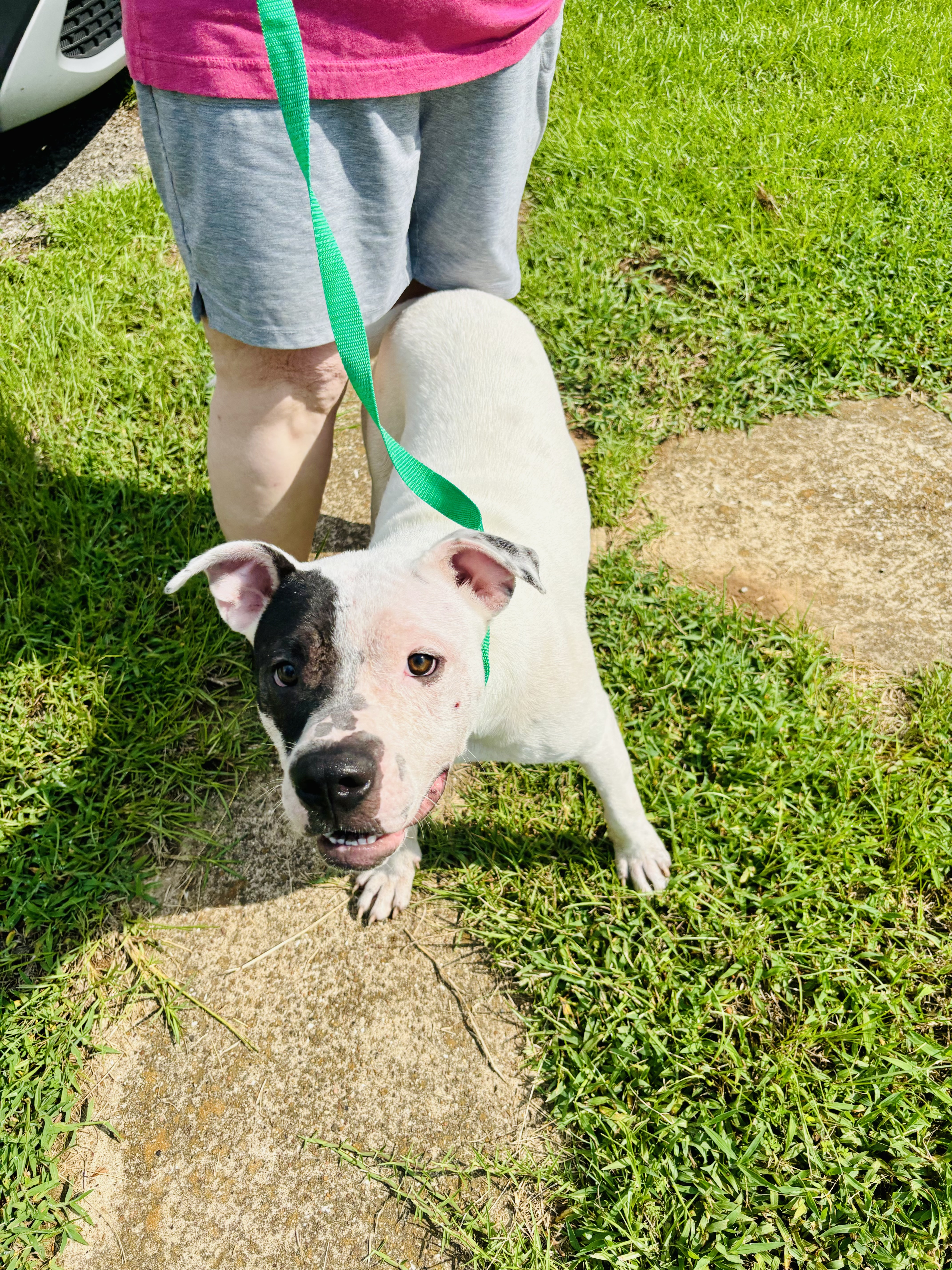 Enlarge Gus, a Adoptable American Bulldog in Lufkin, TX image 4/6