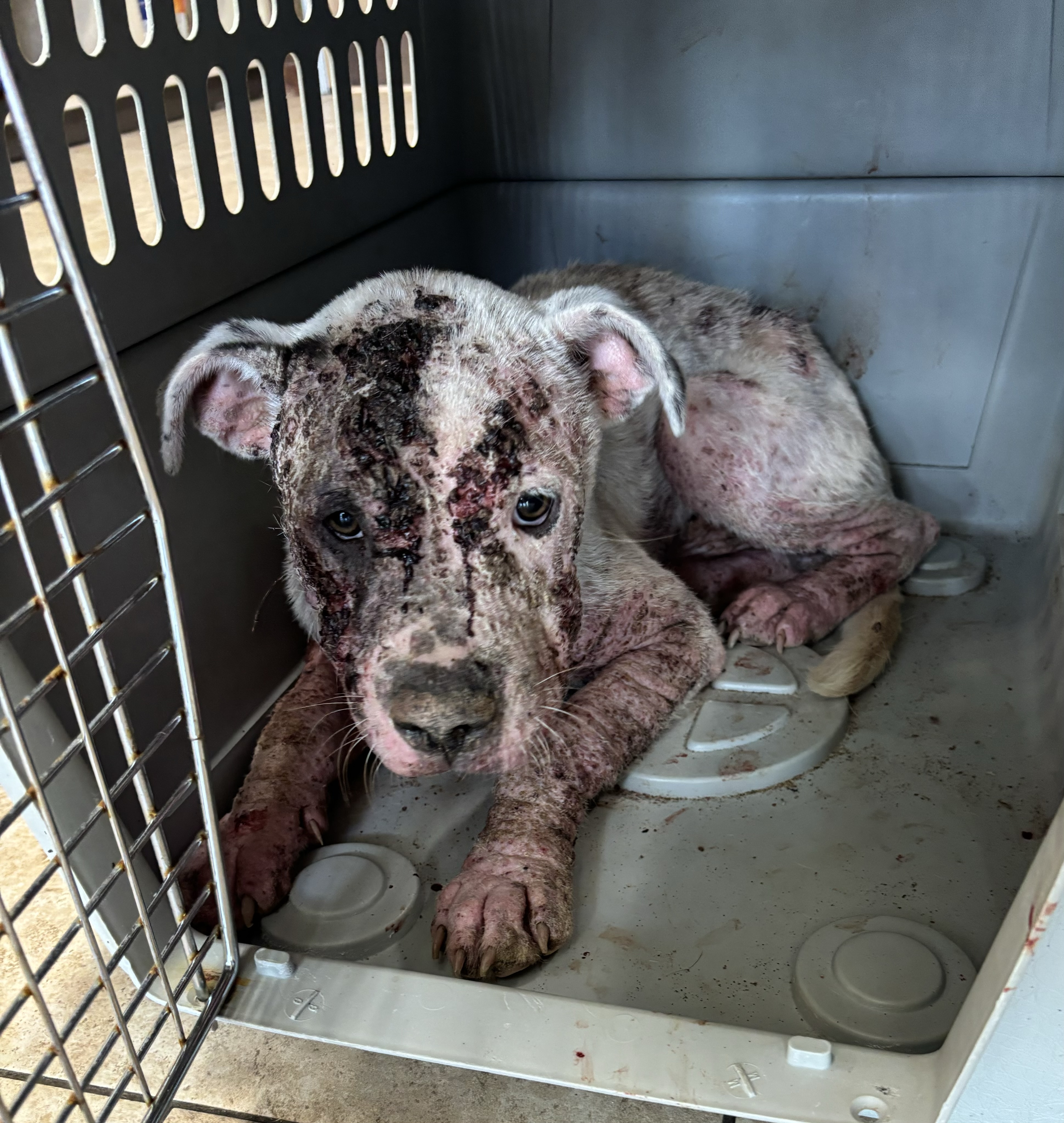 Enlarge Gus, a Adoptable American Bulldog in Lufkin, TX image 5/6