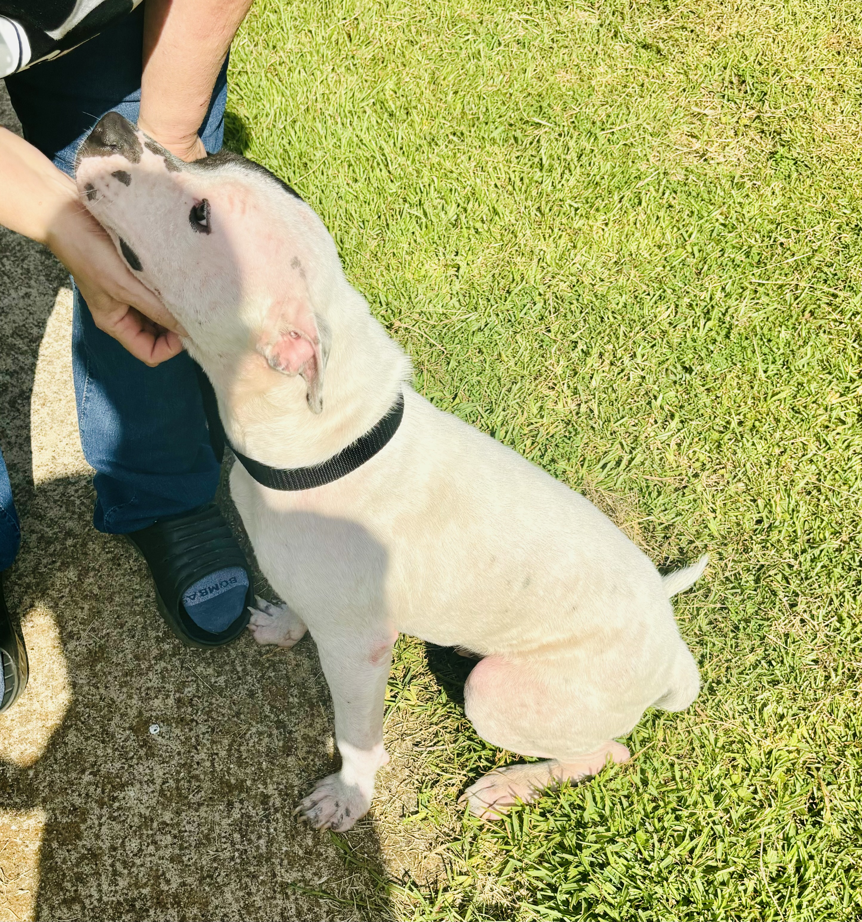 Enlarge Gus, a Adoptable American Bulldog in Lufkin, TX image 6/6