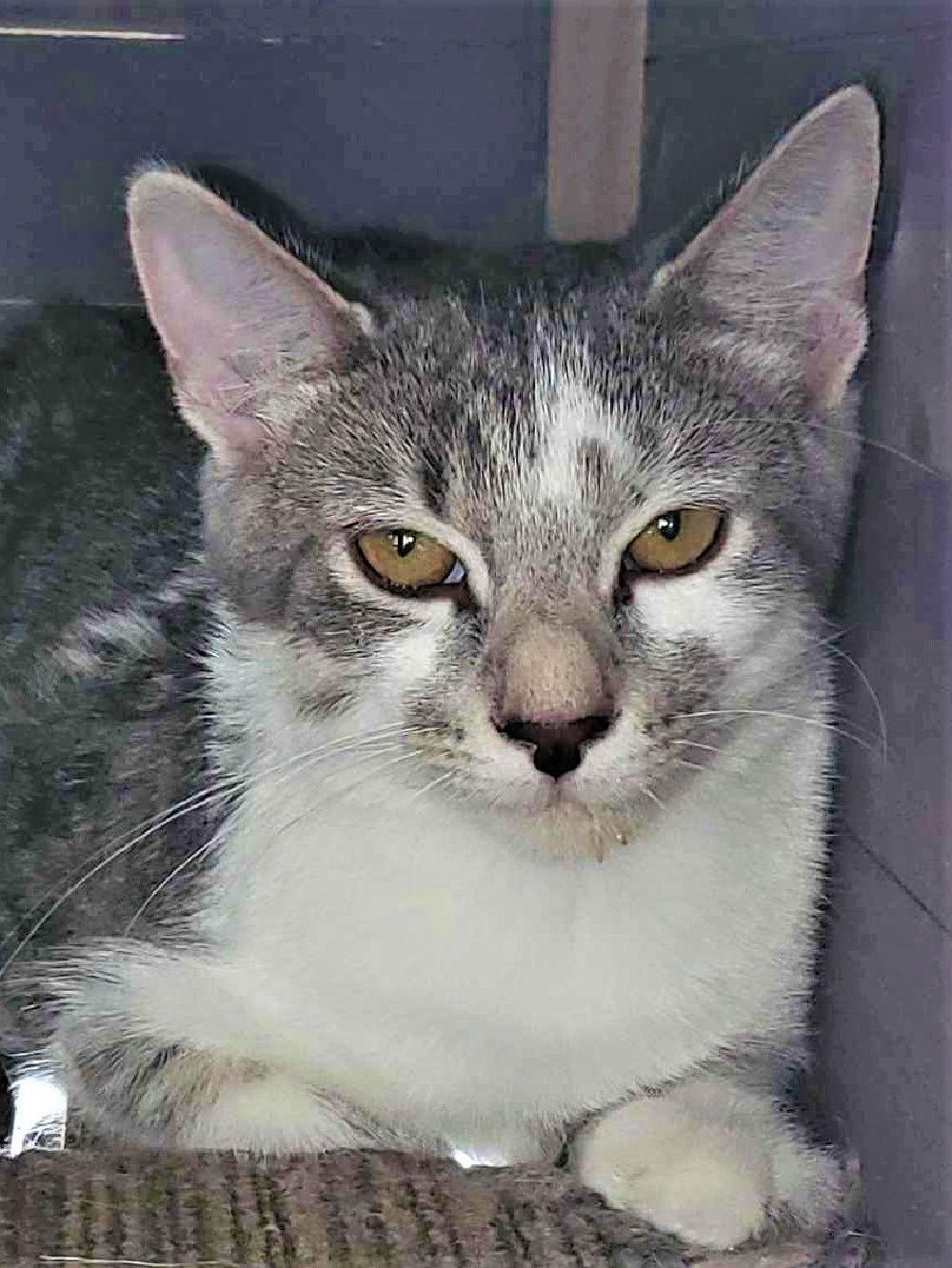 April, Adoptable, Young Female Domestic Short Hair & Tabby.