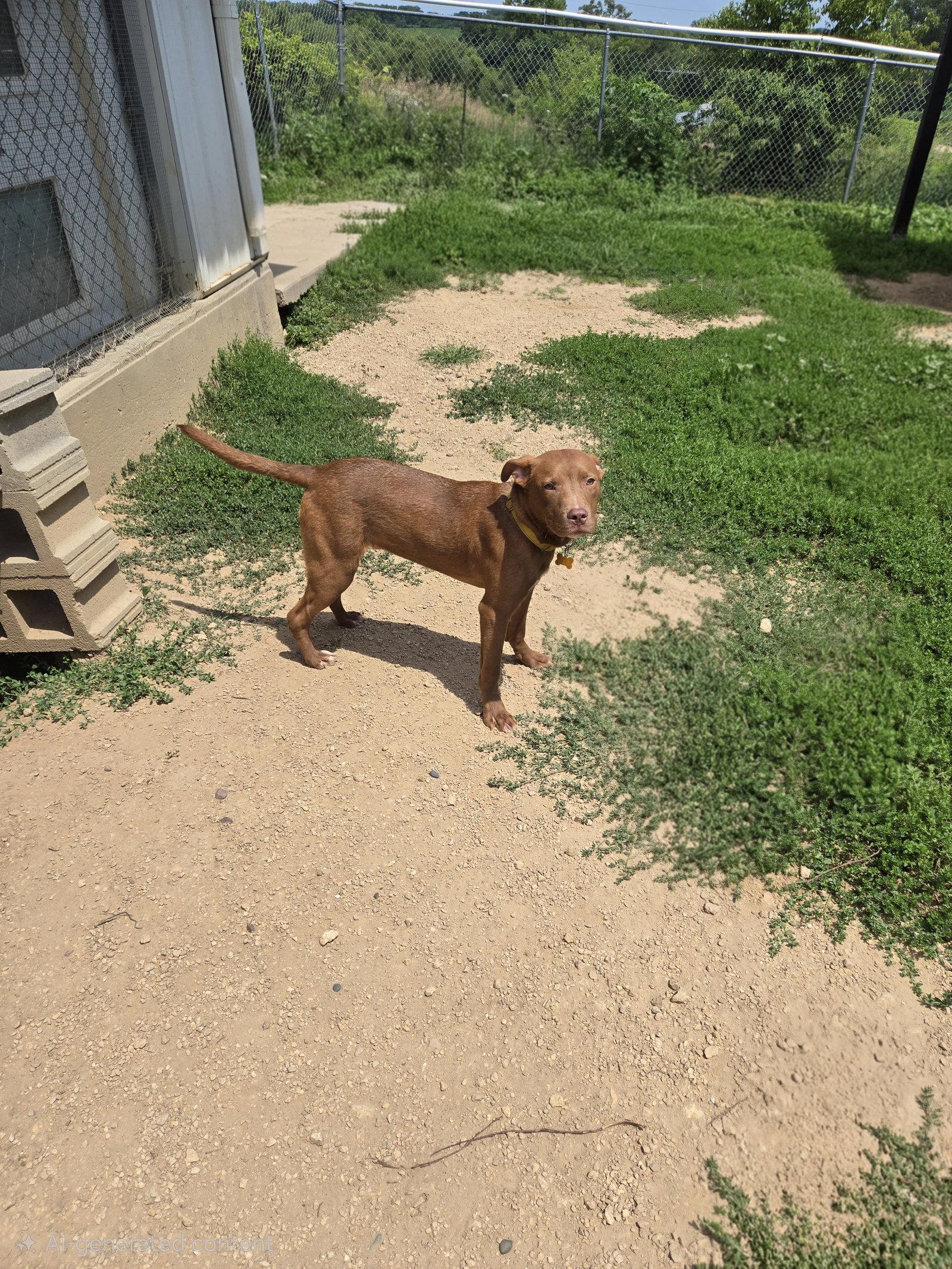 Toffee, Adoptable, Young Male Mixed Breed.