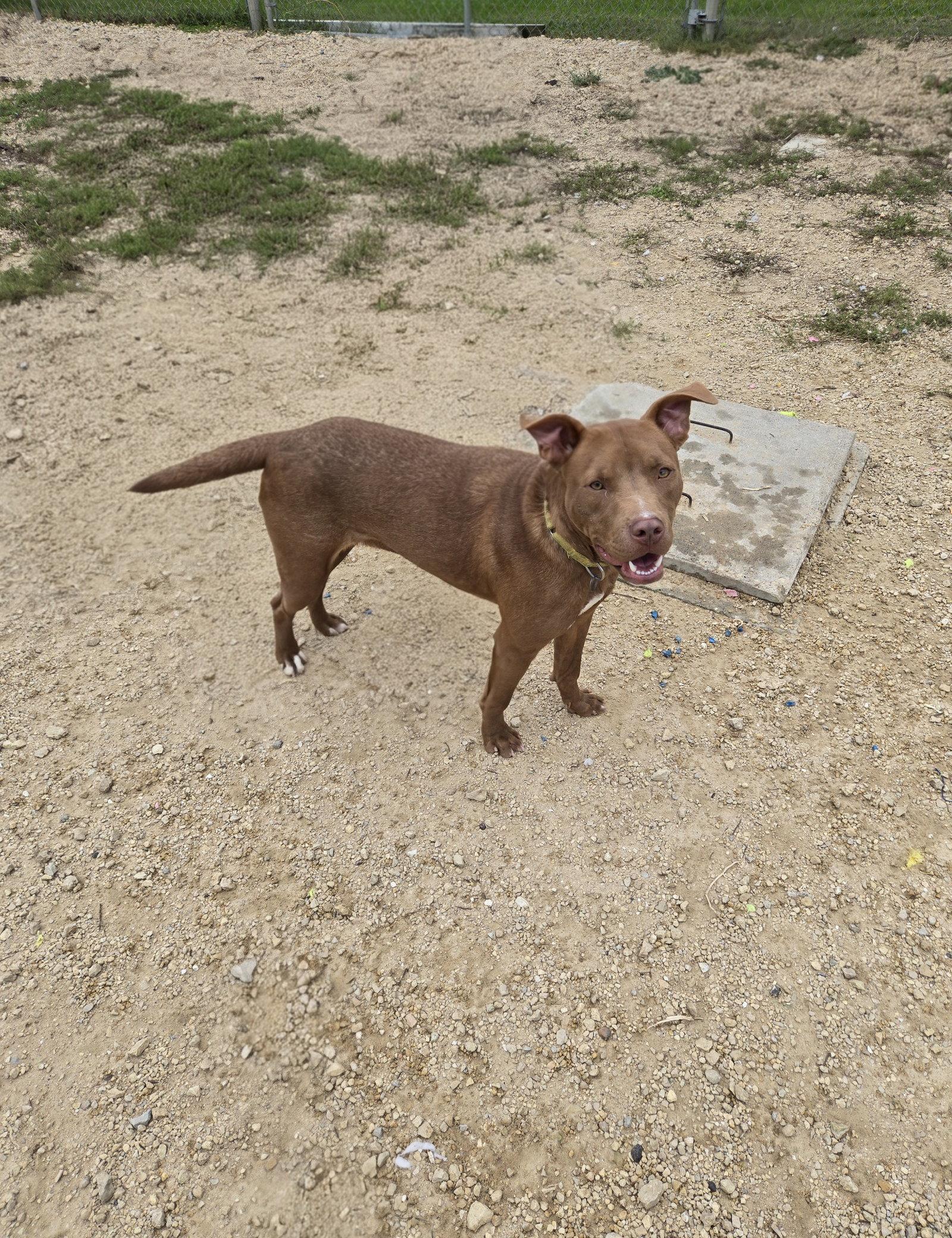 Enlarge Toffee, a Adoptable Mixed Breed in Maquoketa, IA image 2/2