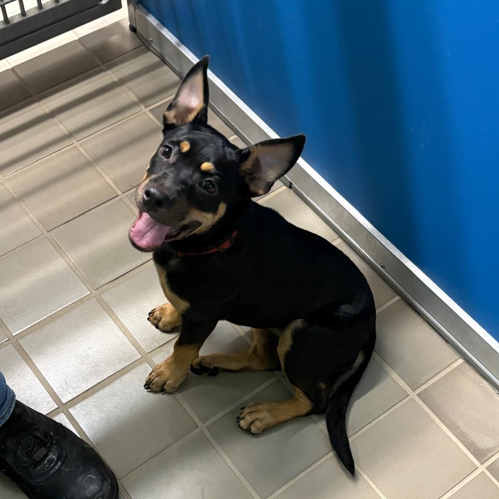 Enlarge Chihiro, a Adoptable mixed breed in Bryan, TX image 1/2