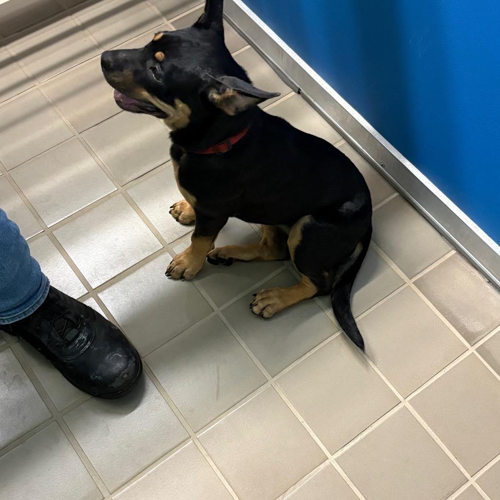 Enlarge Chihiro, a Adoptable mixed breed in Bryan, TX image 2/2