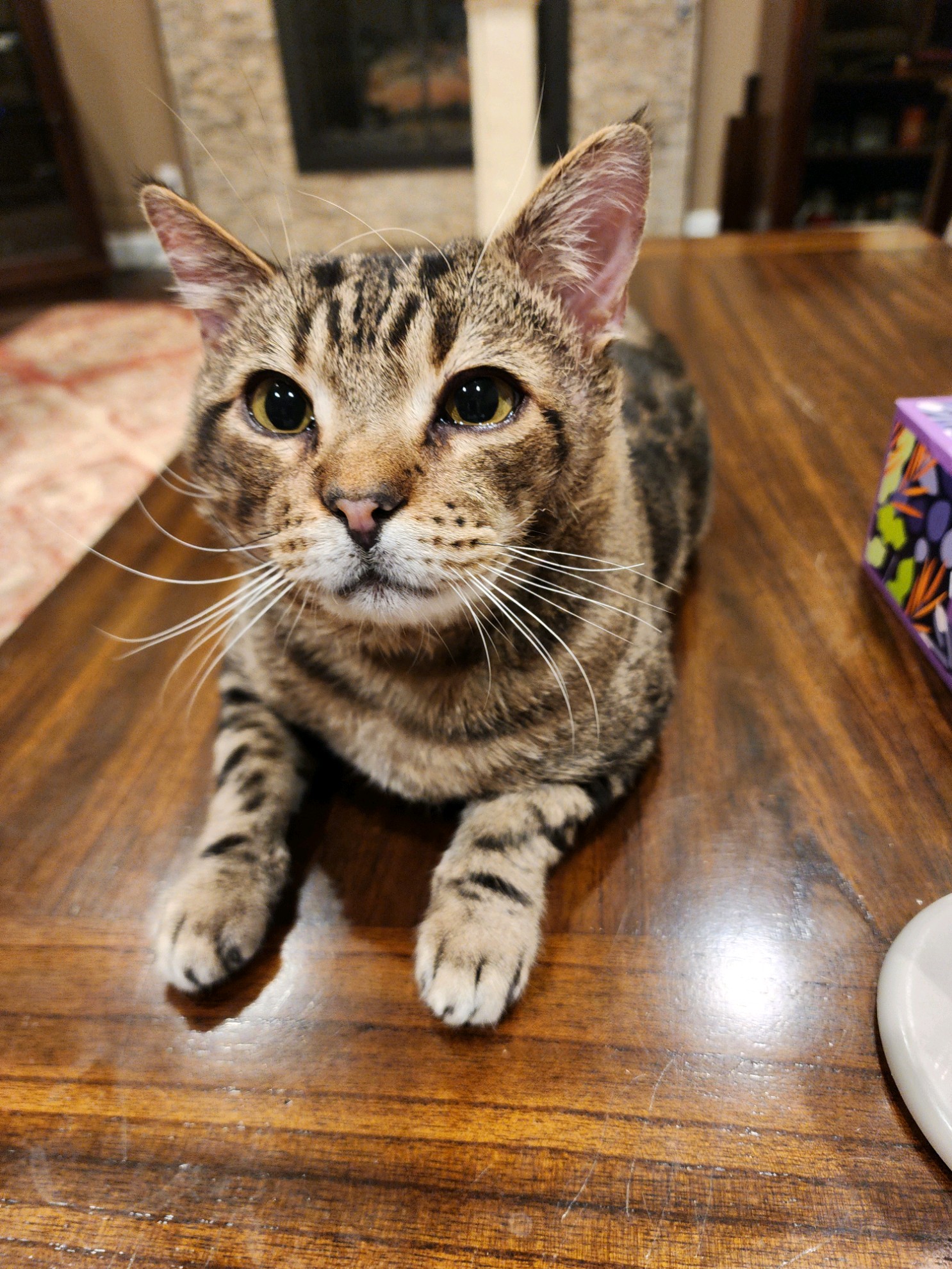 Enlarge Hobi, a Adoptable American Shorthair in Grand Prairie, TX image 1/6