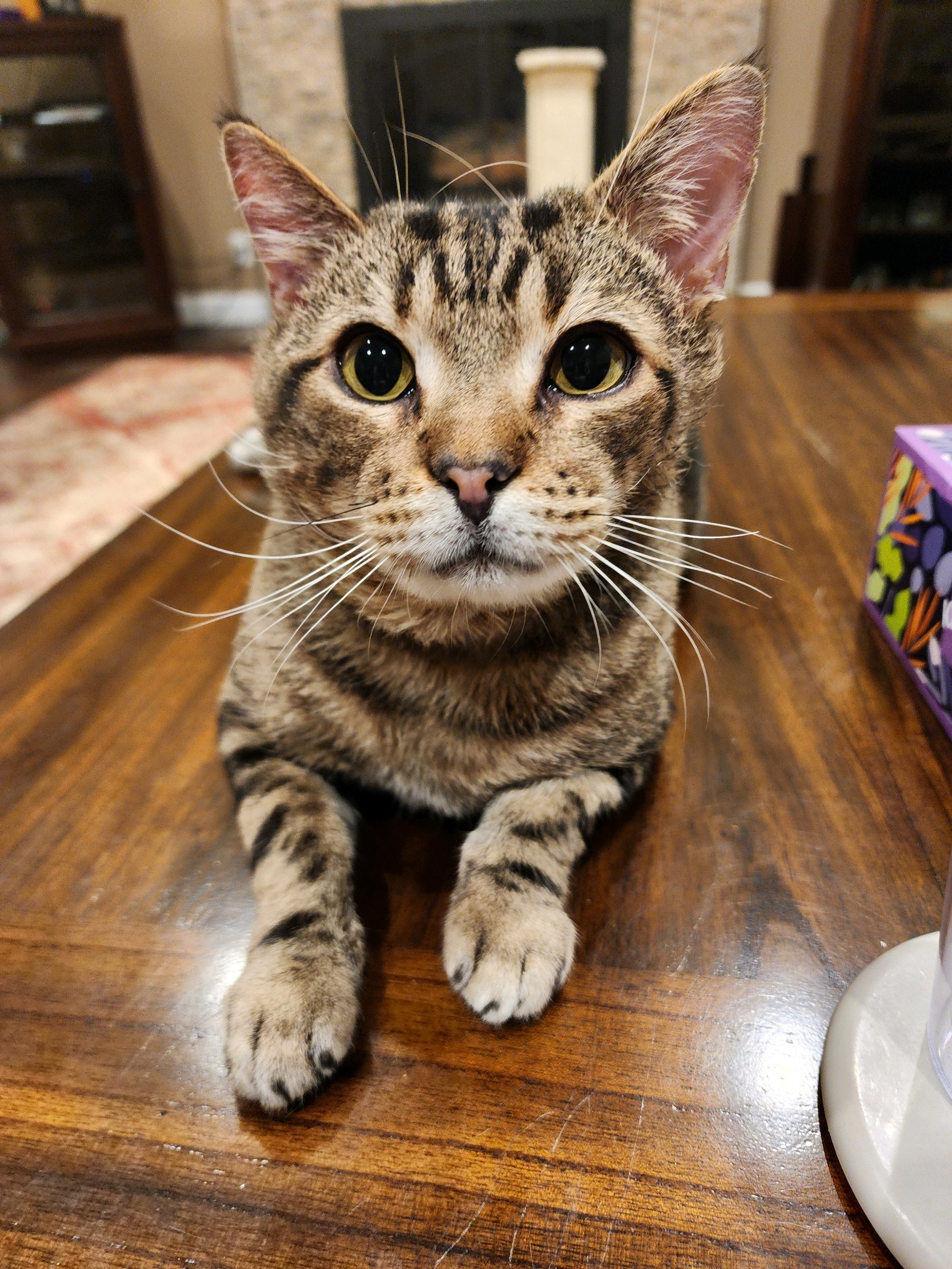 Enlarge Hobi, a Adoptable American Shorthair in Grand Prairie, TX image 2/6