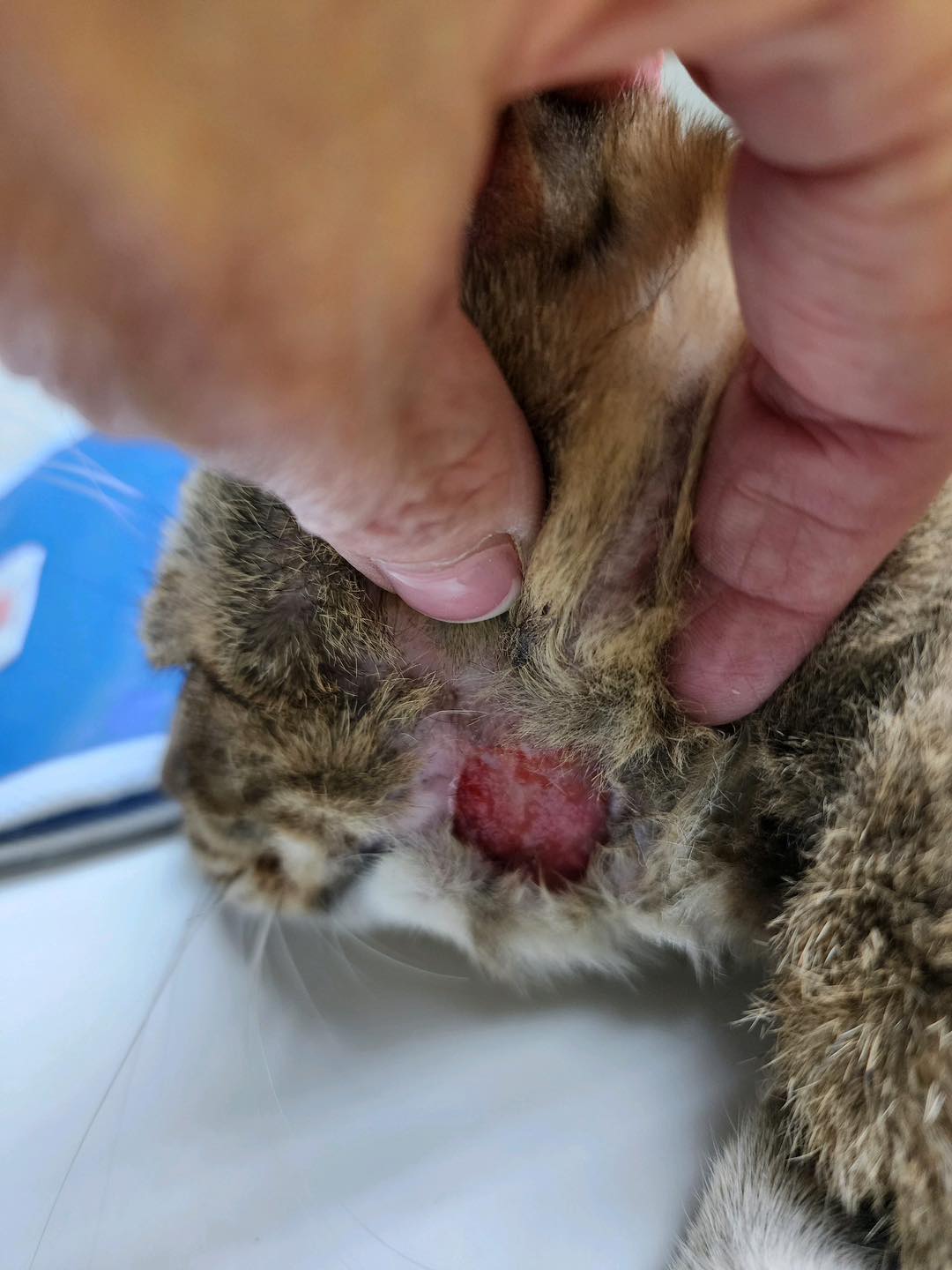 Enlarge Hobi, a Adoptable American Shorthair in Grand Prairie, TX image 3/6