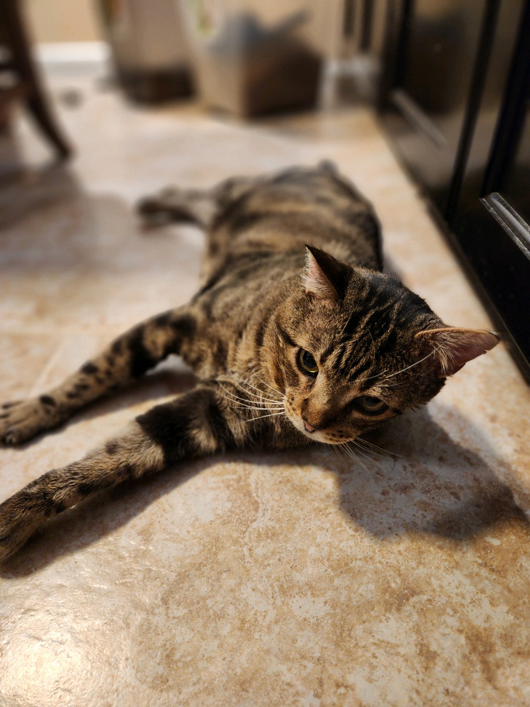 Cat for adoption Hobi, an American Shorthair in Grand Prairie, TX