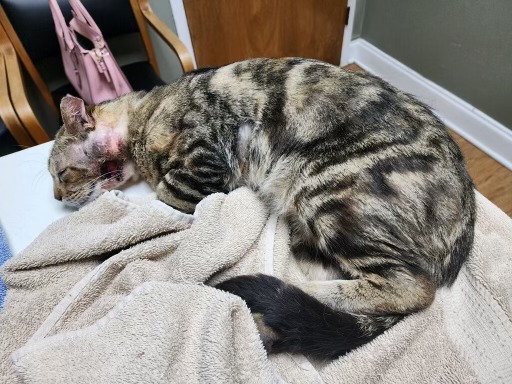 Enlarge Hobi, a Adoptable American Shorthair in Grand Prairie, TX image 6/6