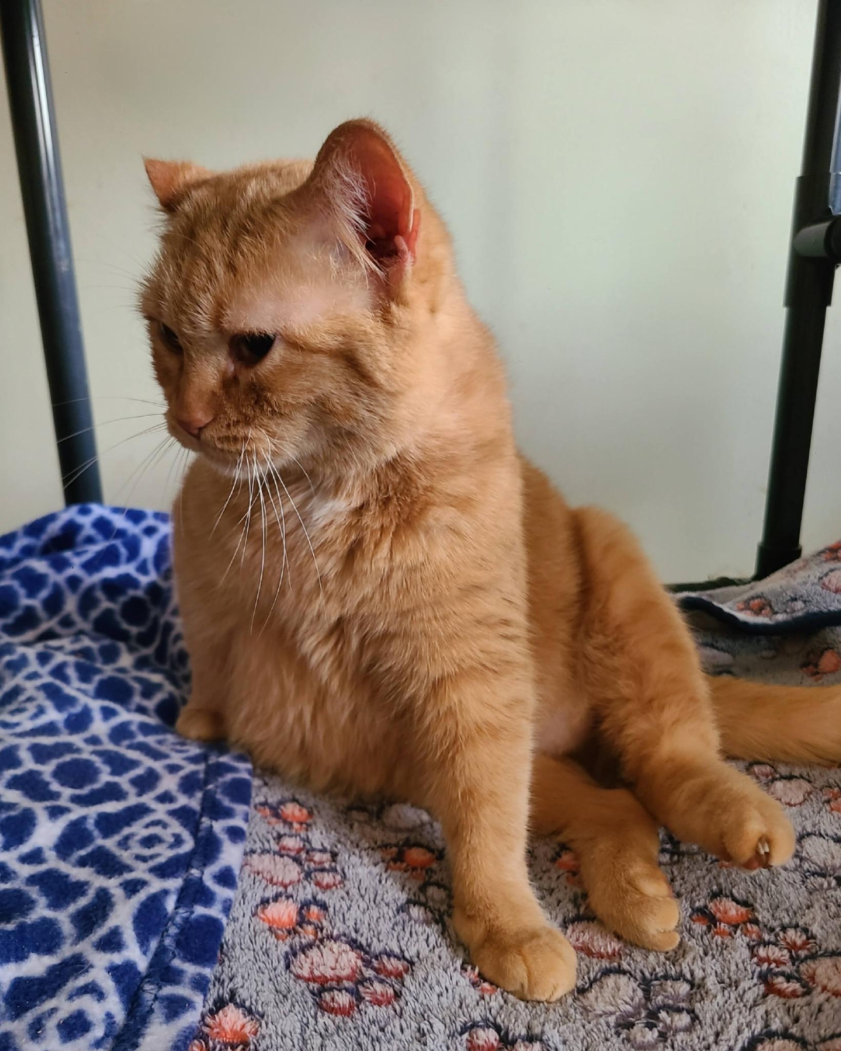 Brandy B, a Adoptable Domestic Short Hair in Ellijay, GA image 6/6