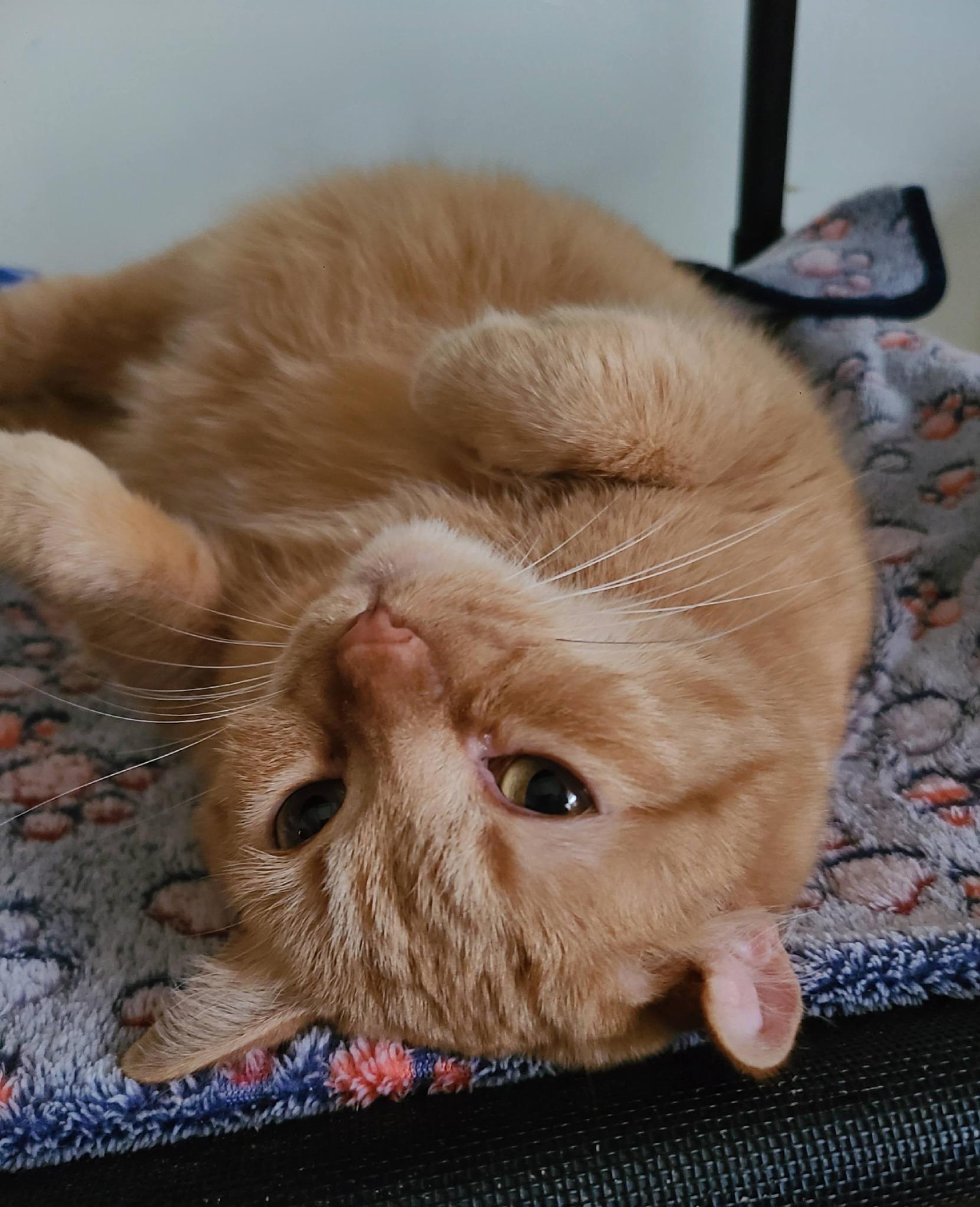 Brandy B, a Adoptable Domestic Short Hair in Ellijay, GA image 1/6