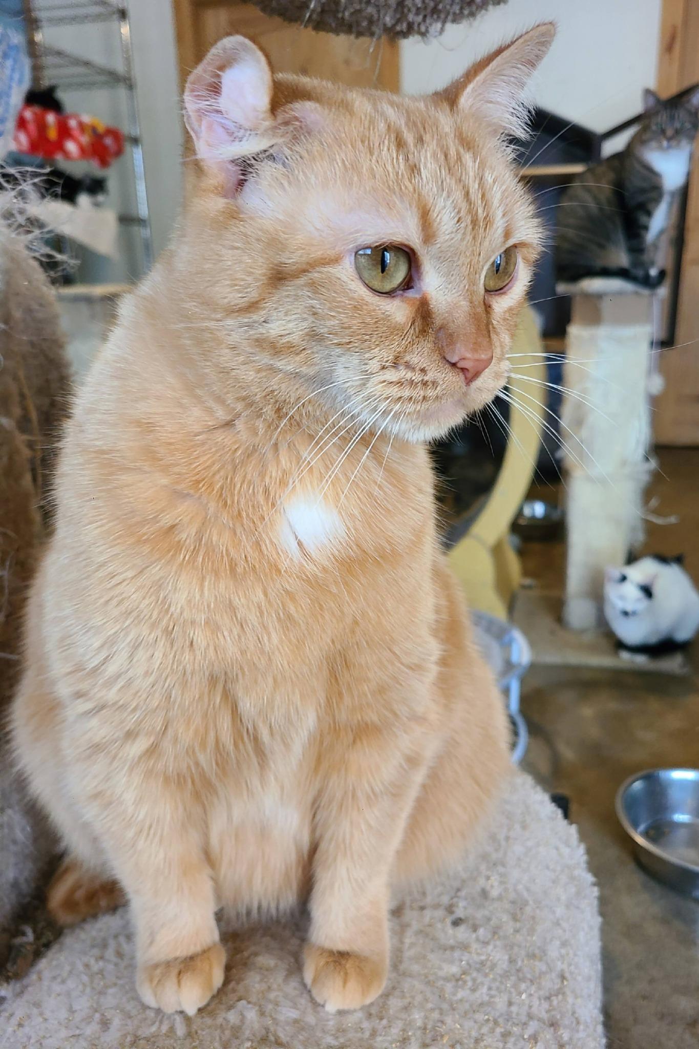 Brandy B, a Adoptable Domestic Short Hair in Ellijay, GA image 5/6