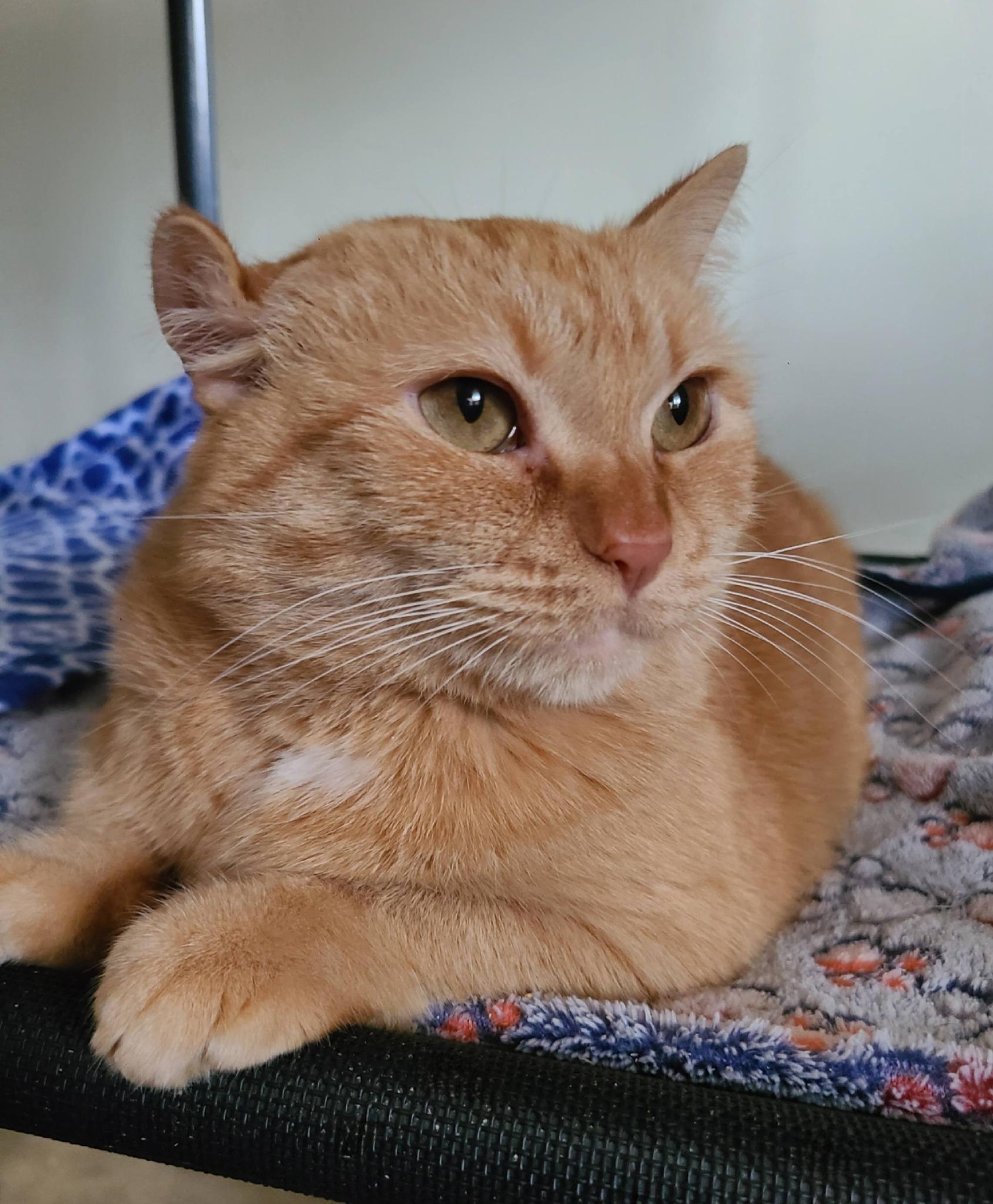 Brandy B, a Adoptable Domestic Short Hair in Ellijay, GA image 3/6
