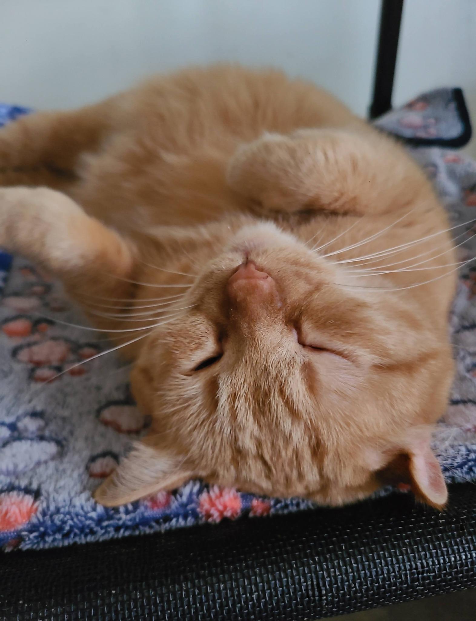 Brandy B, a Adoptable Domestic Short Hair in Ellijay, GA image 4/6