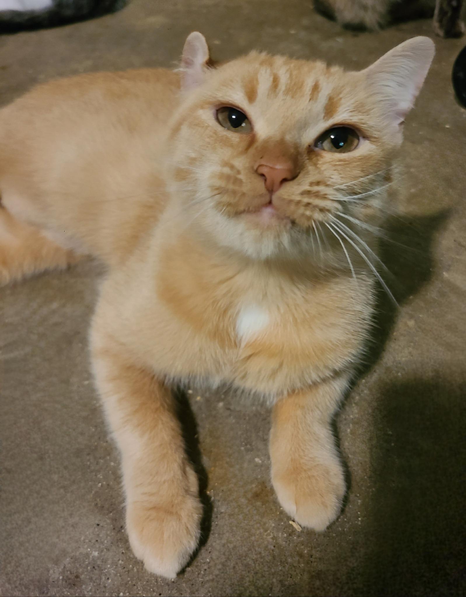 Brandy B, a Adoptable Domestic Short Hair in Ellijay, GA image 2/6