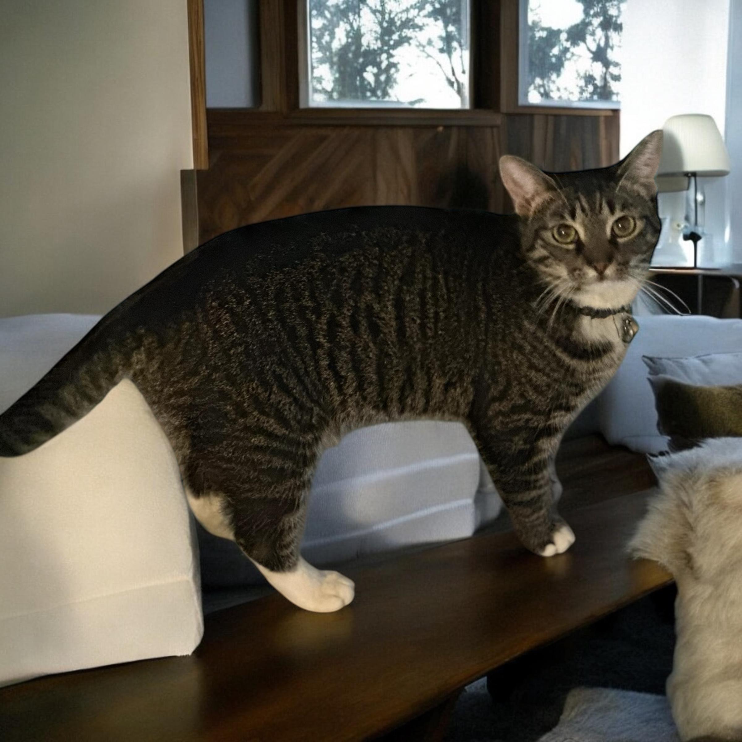 Coco INDOOR ONLY, Adoptable, Young Female Domestic Short Hair.