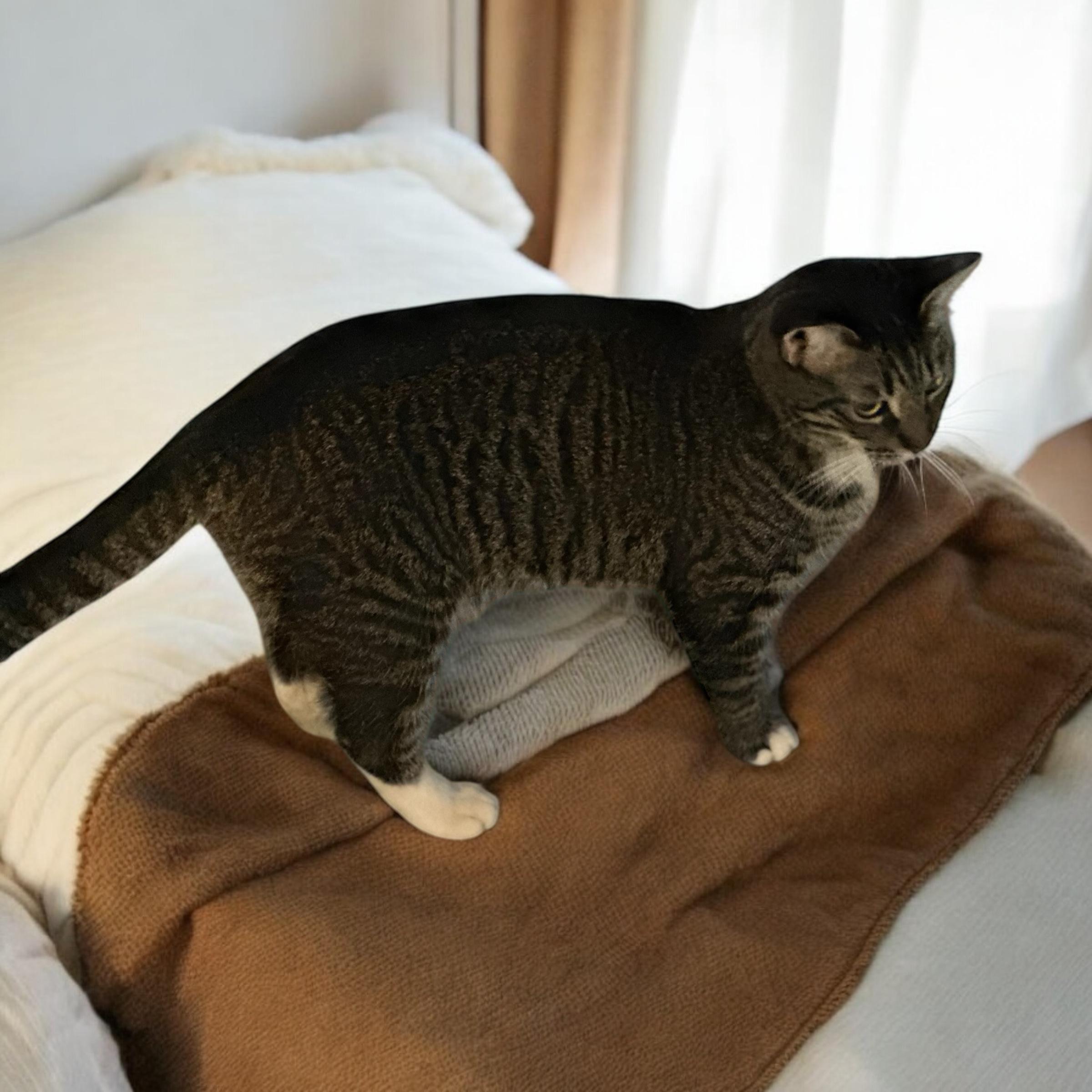 Coco INDOOR ONLY, a Adoptable mixed breed in Stockton, CA image 2/2