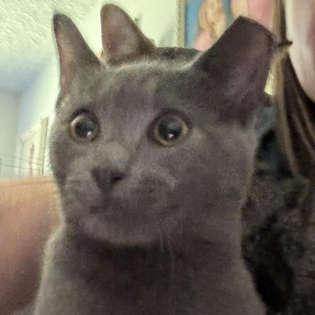 Marcus, Adoptable, Young Male Domestic Short Hair.