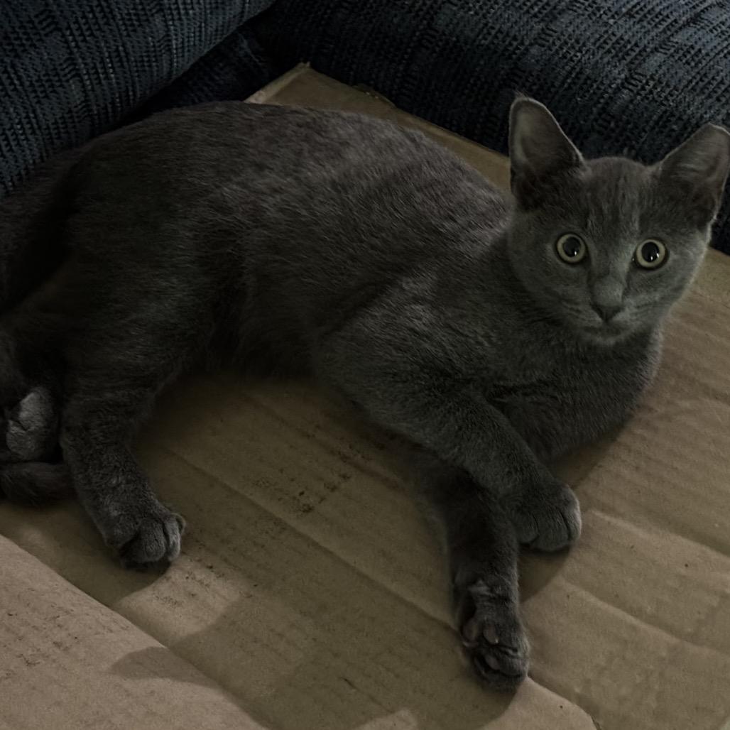 Enlarge Marcus, a Adoptable Domestic Short Hair in Ashland, VA image 2/3