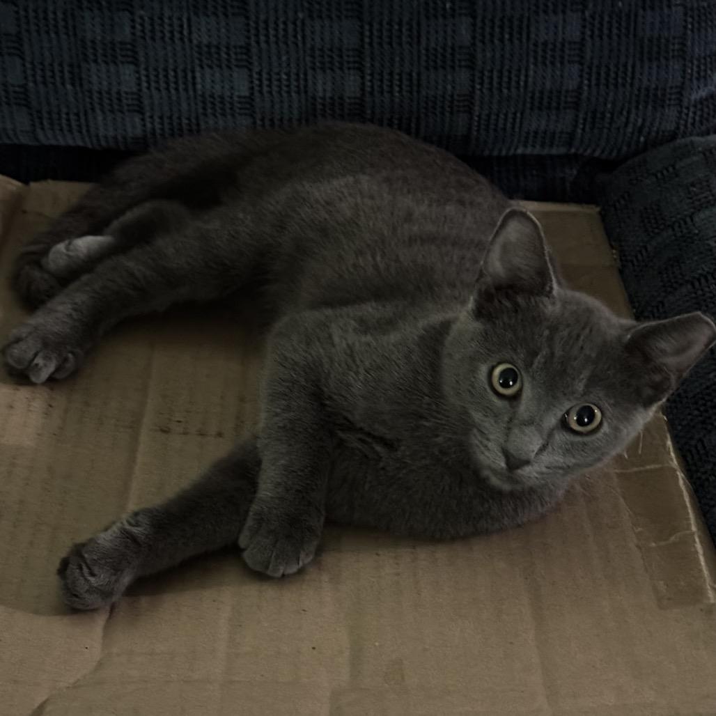 Enlarge Marcus, a Adoptable Domestic Short Hair in Ashland, VA image 3/3