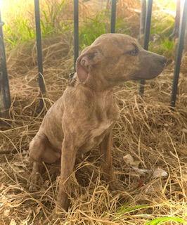 Enlarge Sweetheart- Puppy #2 (CoPAC Litter #2/2026), a Adoptable mixed breed in Pleasanton, TX image 1/3
