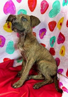 Sweetheart- Puppy #2 (CoPAC Litter #2/2026), Adoptable, Puppy Female Black Mouth Cur & Catahoula Leopard Dog.