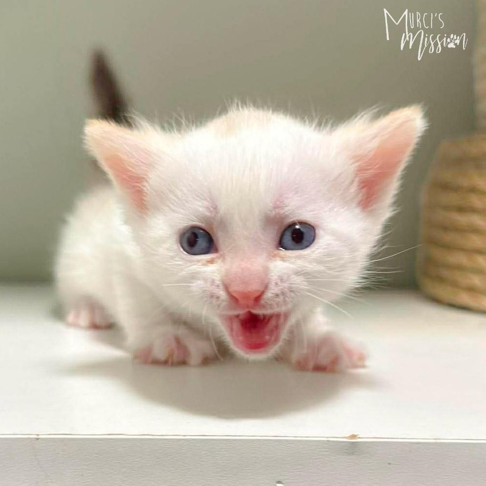 Enlarge Spark, a Adoptable mixed breed in Spokane , WA image 1/1