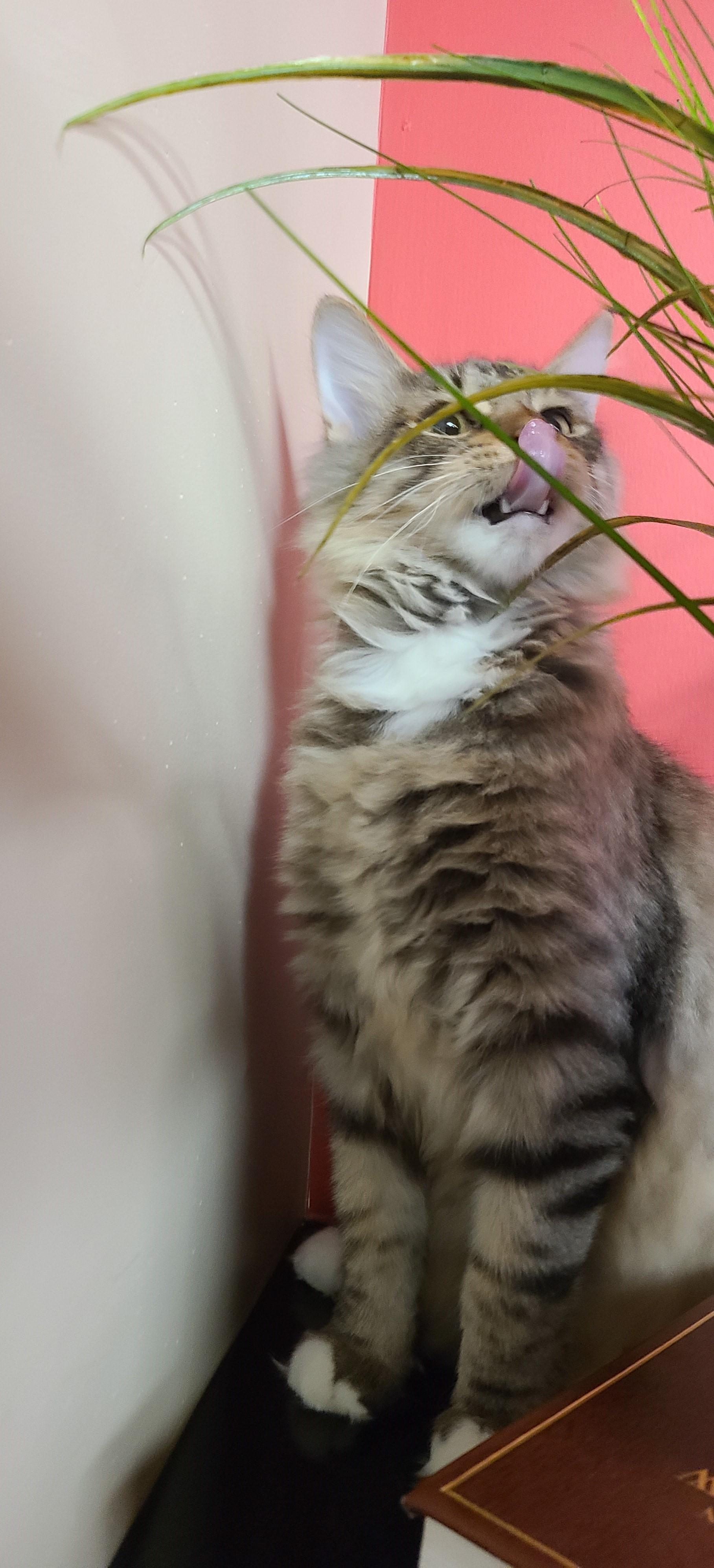 Enlarge Olaf, a Adopted Domestic Long Hair in Topeka, KS image 2/2