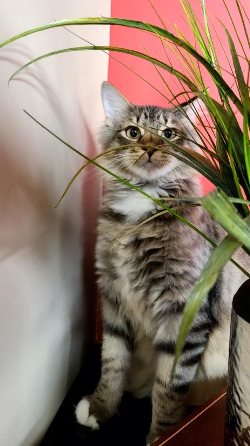 Enlarge Olaf, a Adopted Domestic Long Hair in Topeka, KS image 1/2