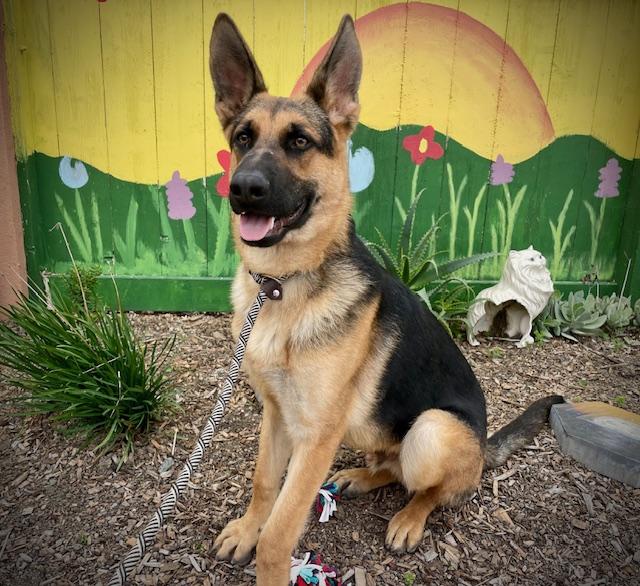 Enlarge RUDY, a Adoptable German Shepherd Dog in Salinas, CA image 1/1