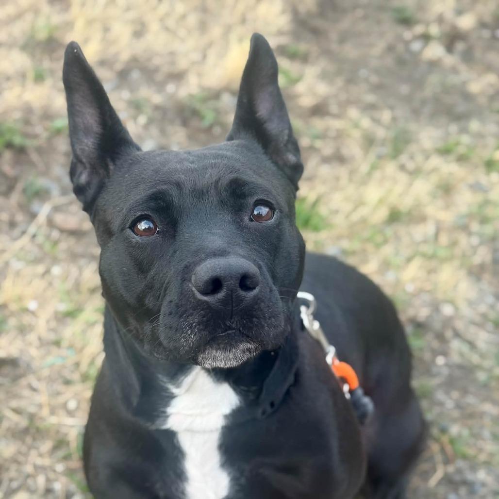 Enlarge Boogie, a Adoptable mixed breed in Tacoma, WA image 1/1