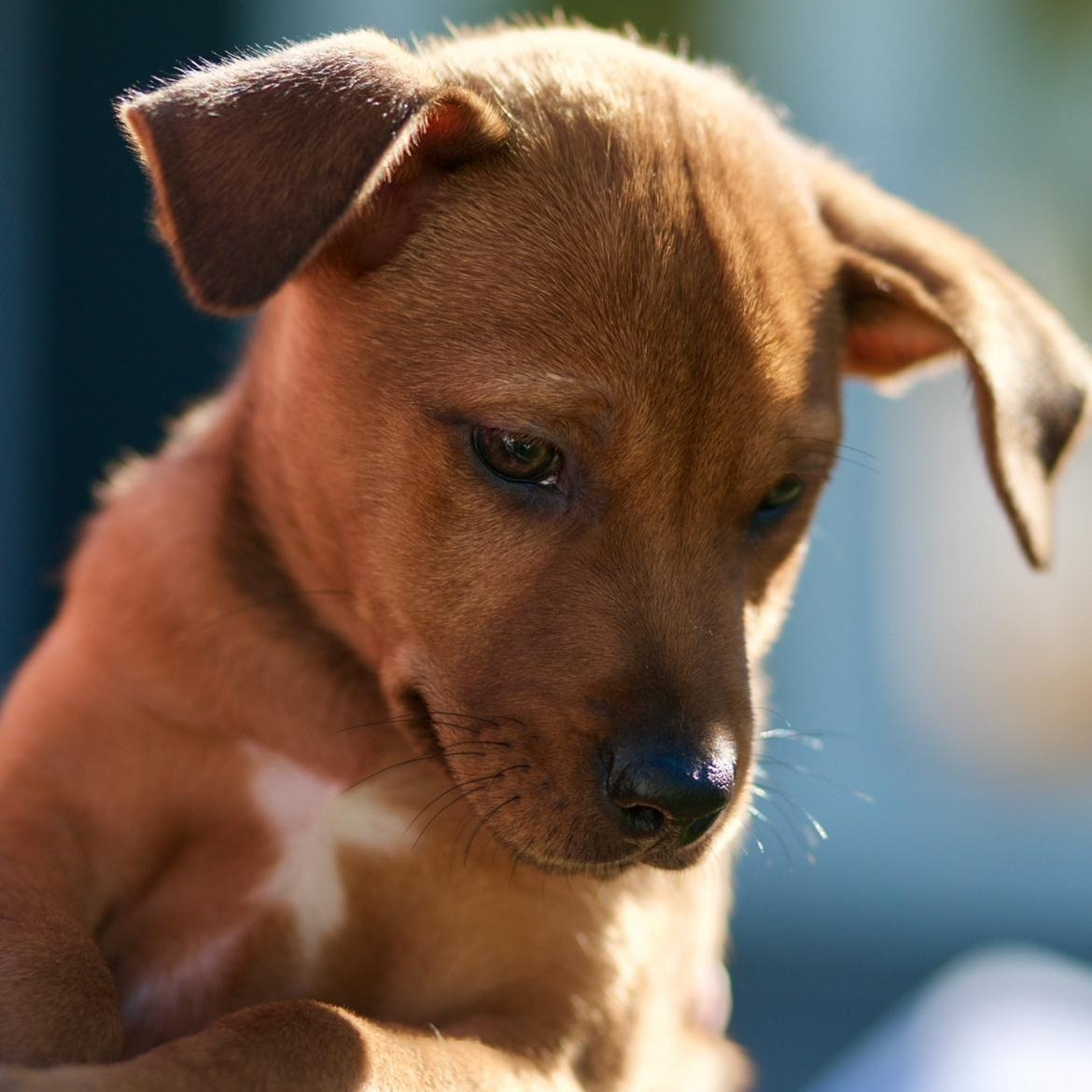 Lance, Adoptable, Puppy Male Chihuahua & Terrier.