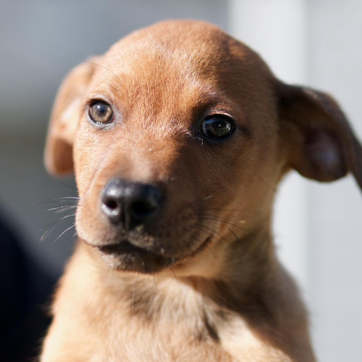 Lance, a Adoptable mixed breed in Rochester, NY image 2/5