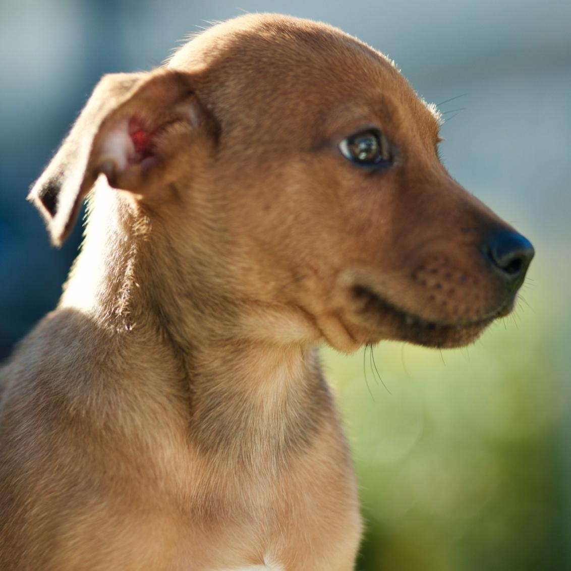 Lance, a Adoptable mixed breed in Rochester, NY image 4/5
