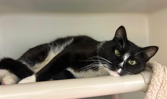 Enlarge XANDER, a Adoptable Domestic Short Hair in Salinas, CA image 1/1