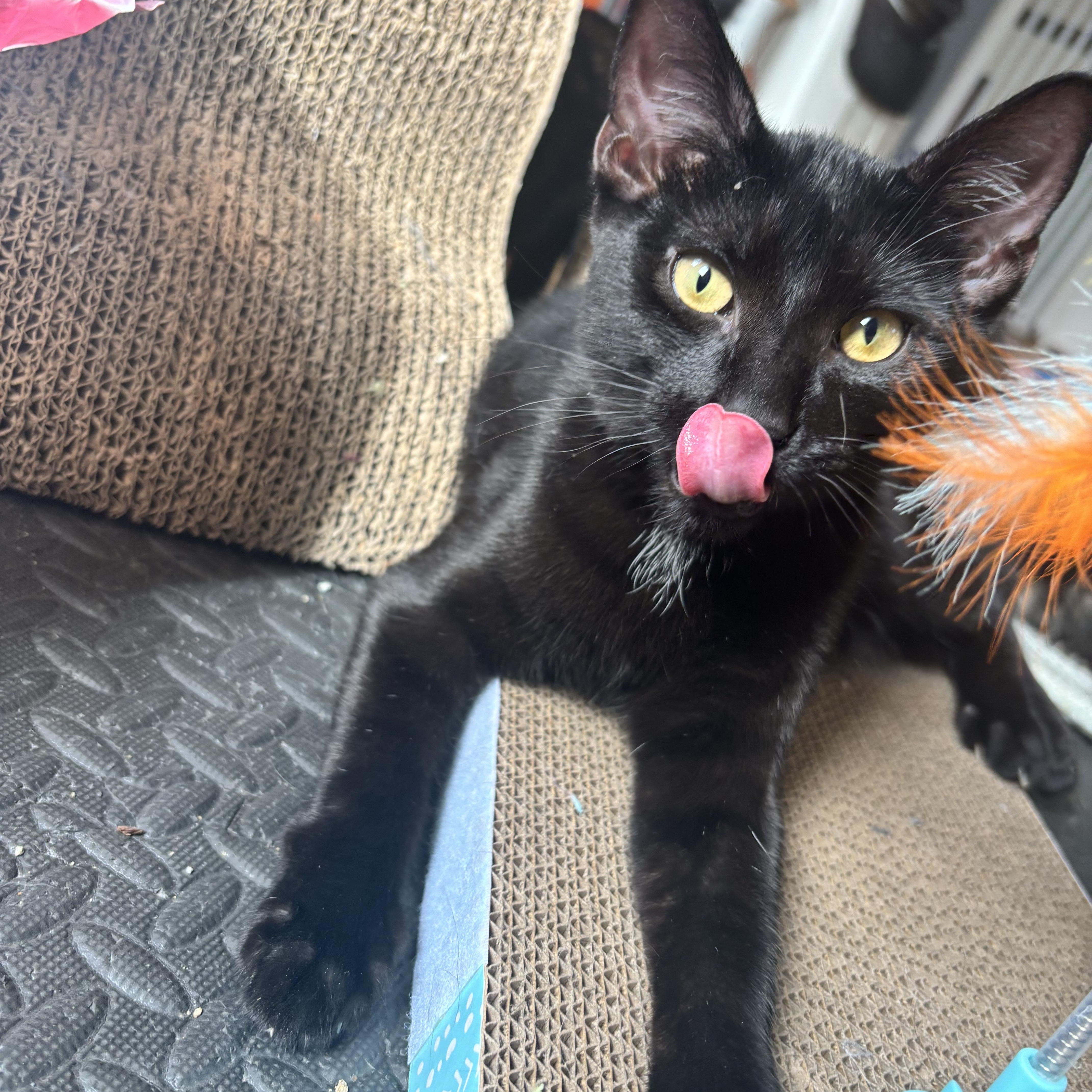 Felipe, Adoptable, Kitten Male Domestic Short Hair.