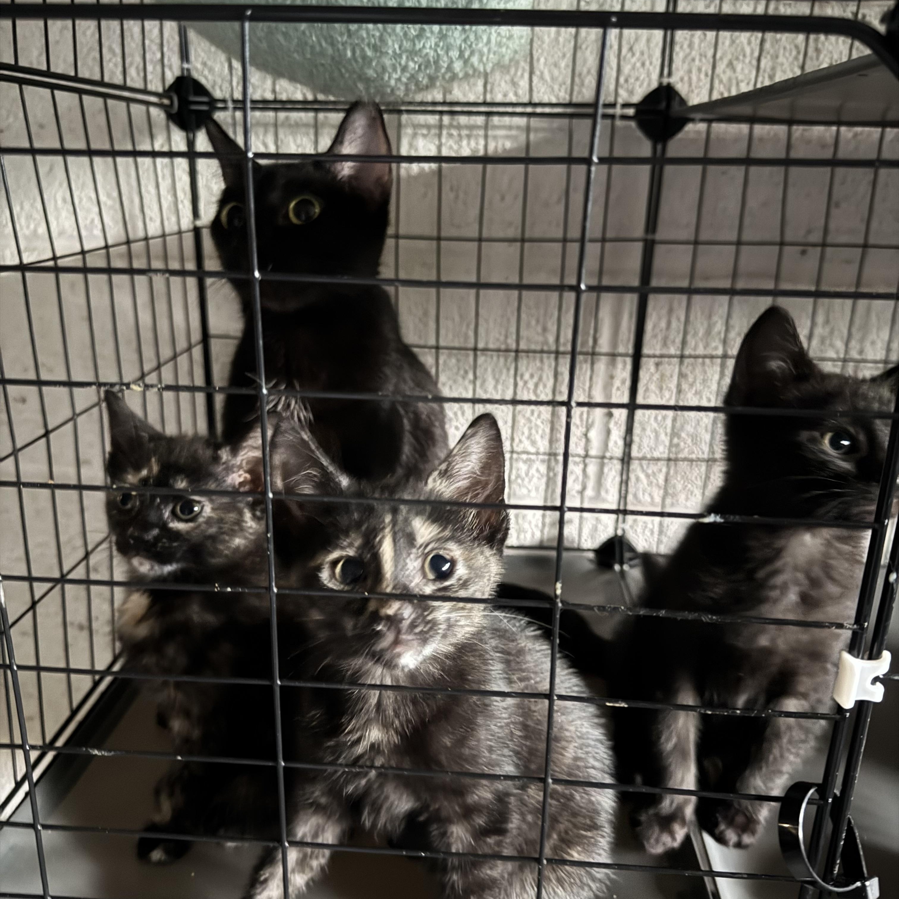 Enlarge Felipe, a Adoptable Domestic Short Hair in Wanaque, NJ image 6/6