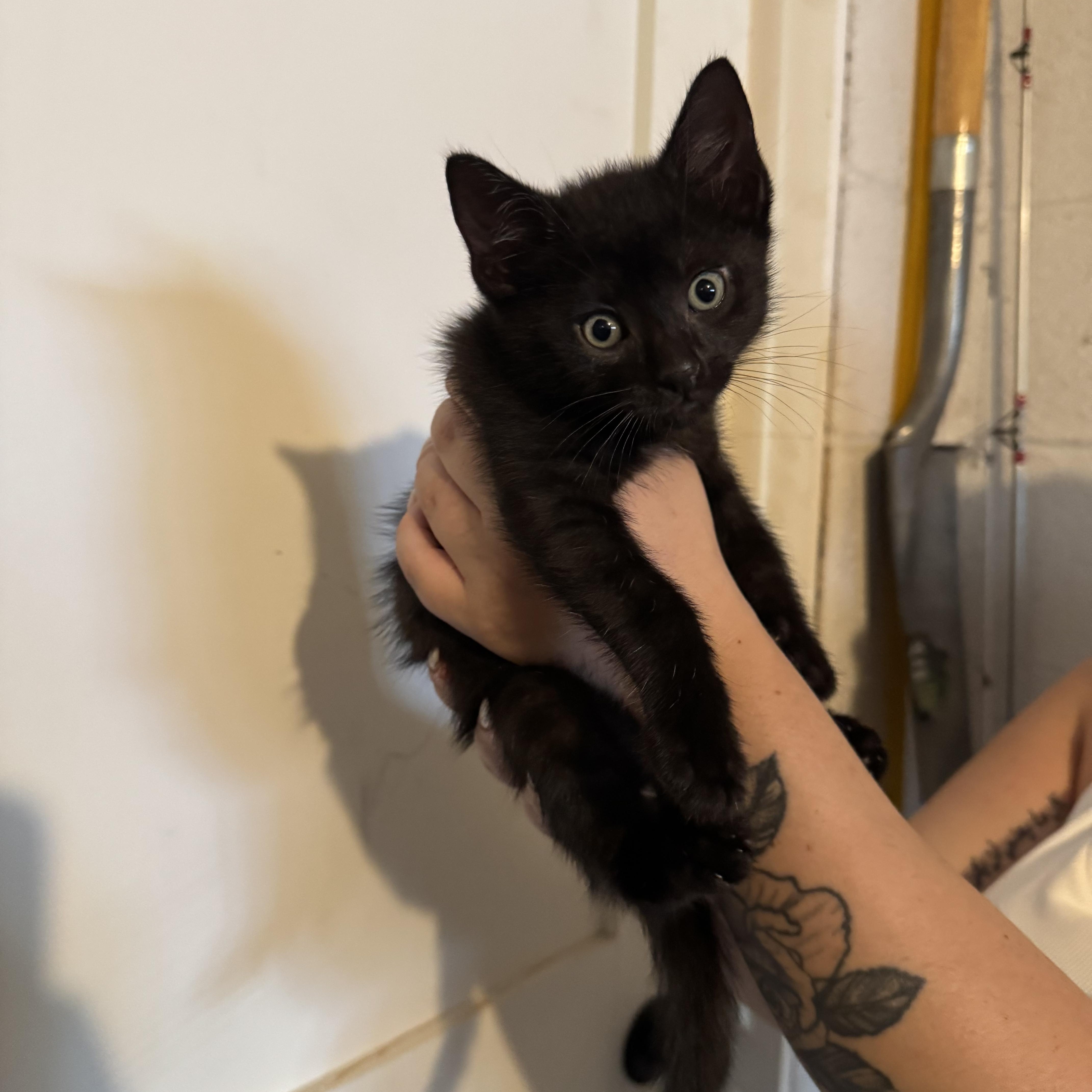 Enlarge Felipe, a Adoptable Domestic Short Hair in Wanaque, NJ image 3/6