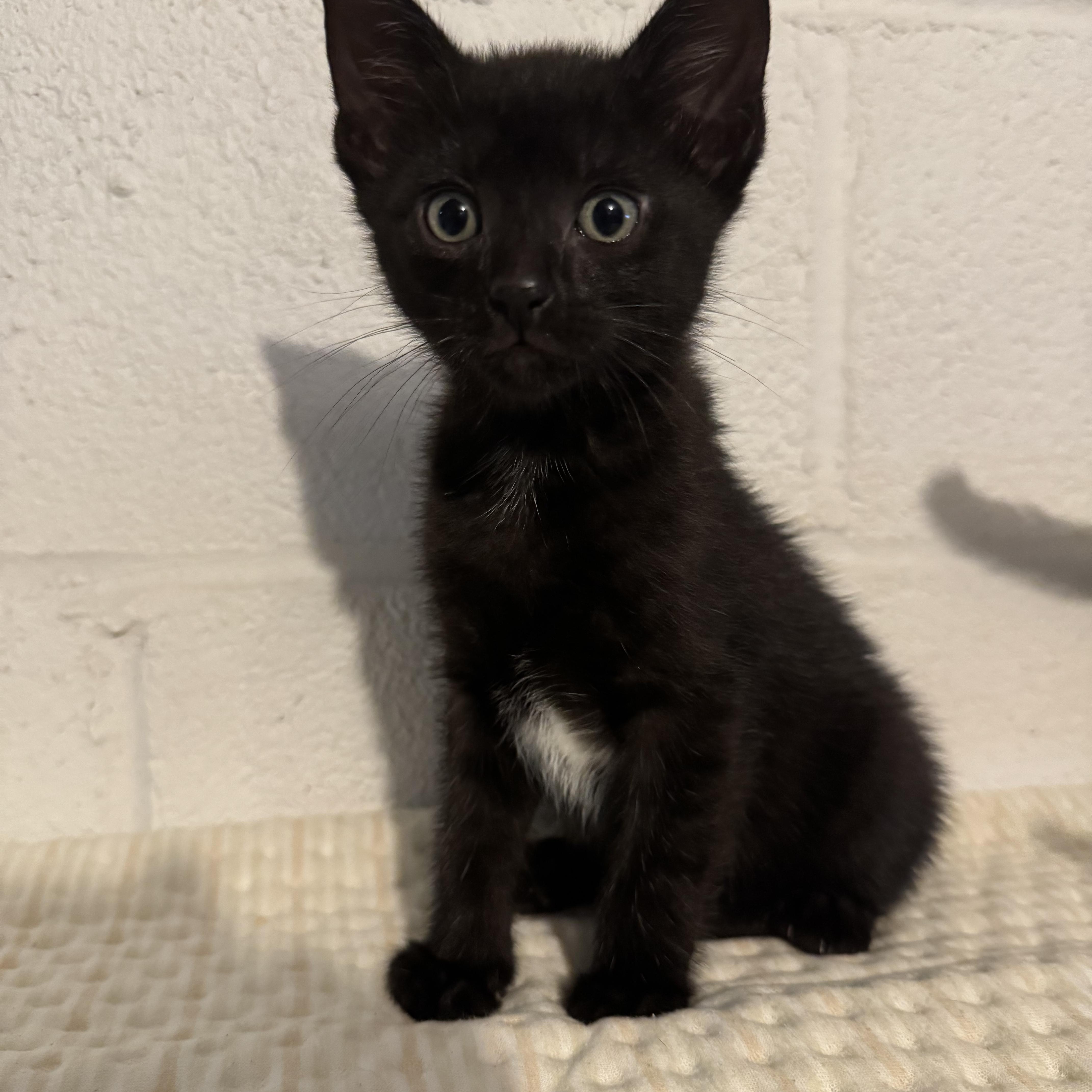 Enlarge Felipe, a Adoptable Domestic Short Hair in Wanaque, NJ image 2/6