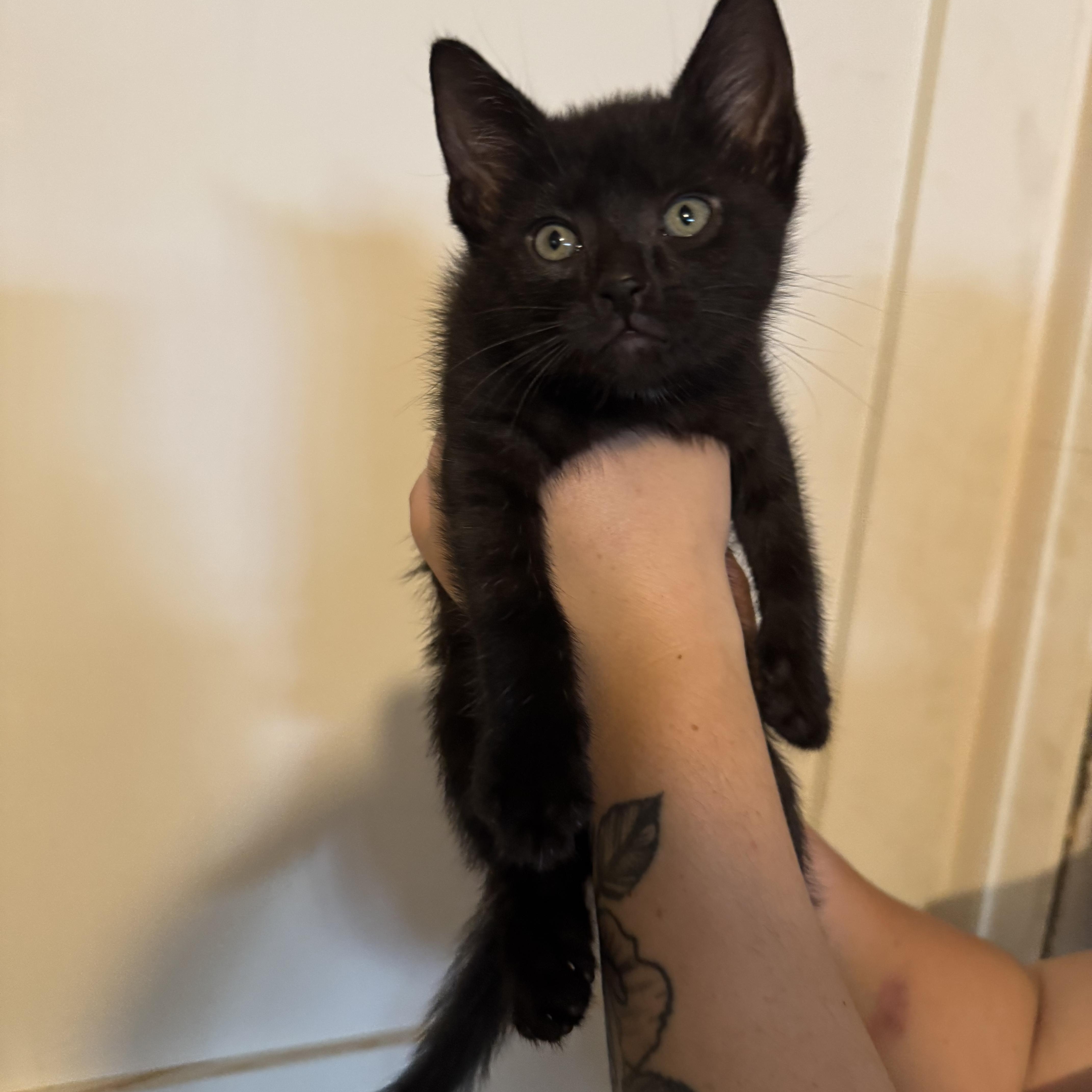 Enlarge Felipe, a Adoptable Domestic Short Hair in Wanaque, NJ image 5/6