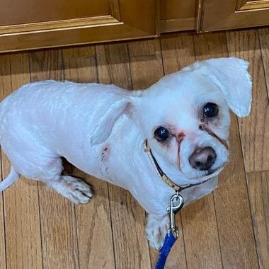 Mr. What's It, Adoptable, Senior Male Mixed Breed.