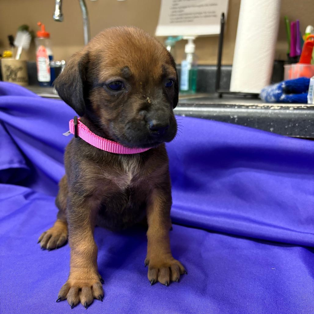 Enlarge Thandiwe, a Adoptable Mixed Breed in North Myrtle Beach, SC image 1/5