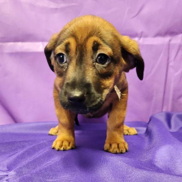 Enlarge Thandiwe, a Adoptable Mixed Breed in North Myrtle Beach, SC image 2/5