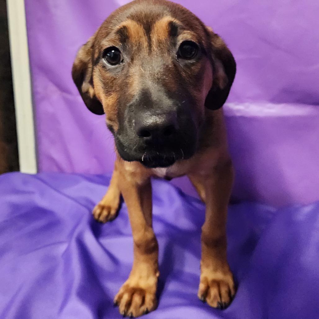 Enlarge Thandiwe, a Adoptable Mixed Breed in North Myrtle Beach, SC image 3/5