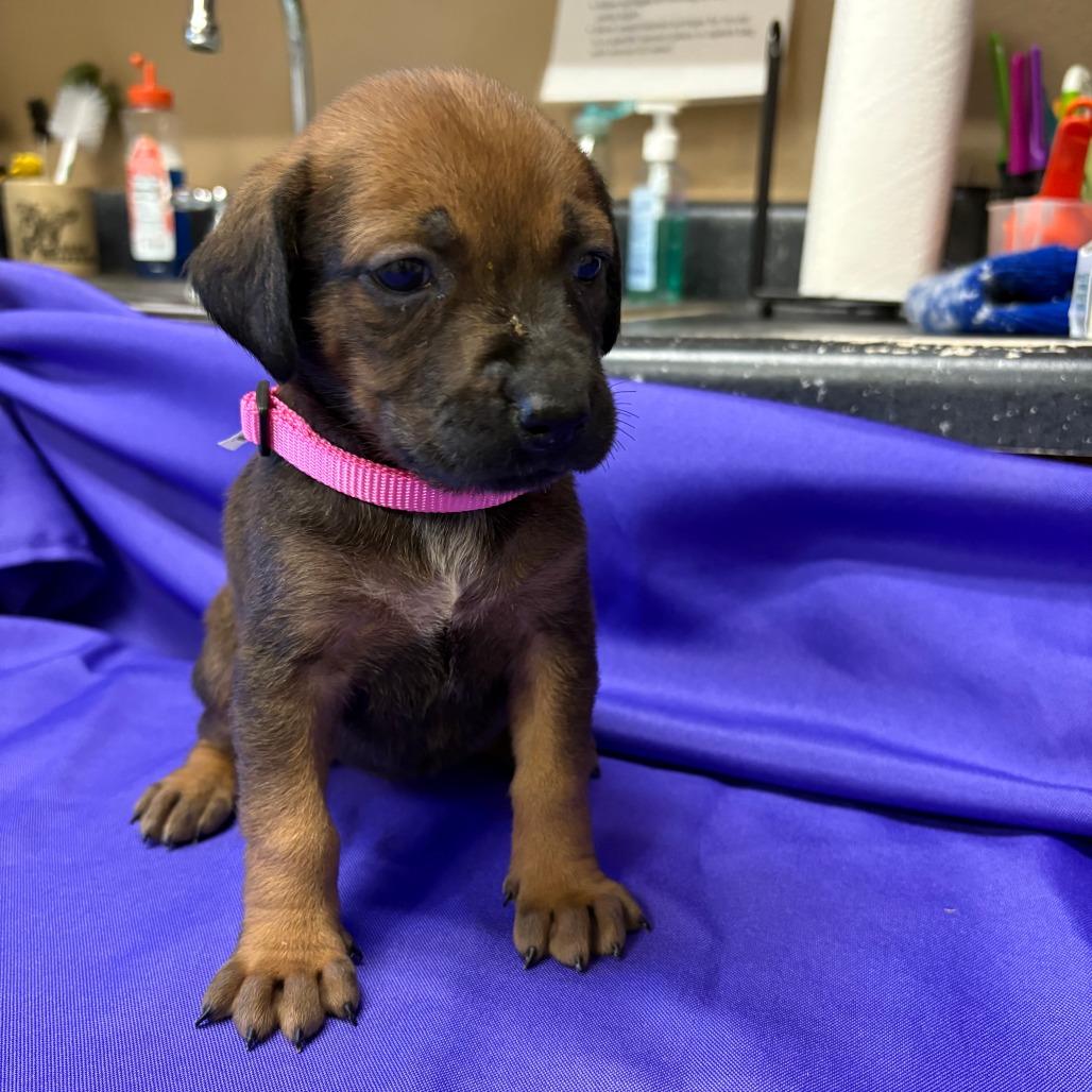 Enlarge Thandiwe, a Adoptable Mixed Breed in North Myrtle Beach, SC image 4/5